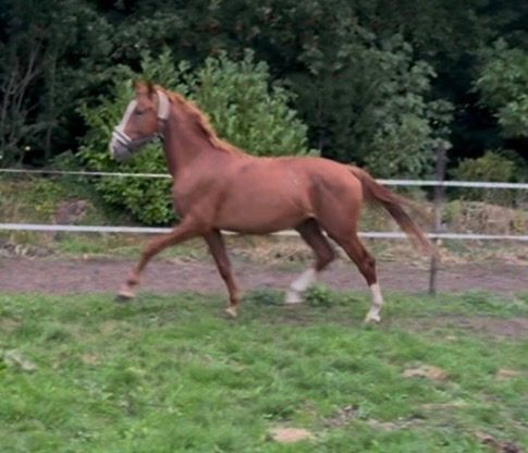 Muy noble potro de 2 años Odin x Kennedy