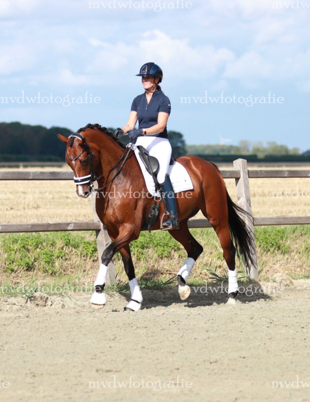 kwpn dressuurpaard ruin 7 años kastanje en venta - Foto 4