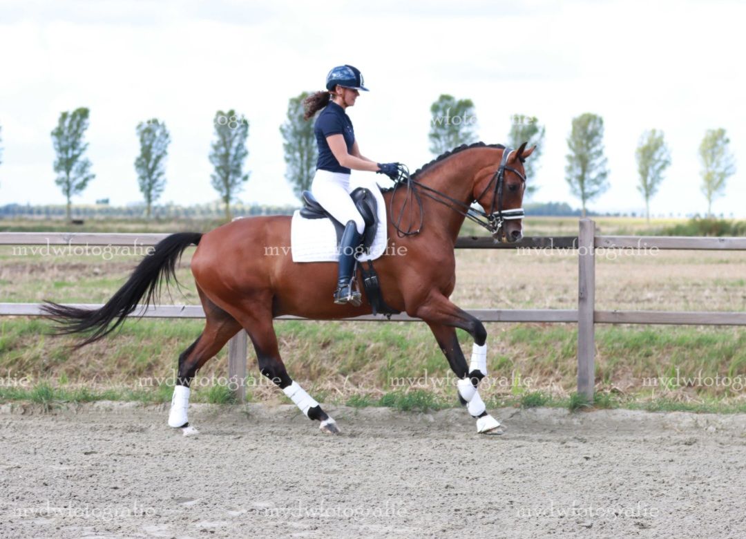 kwpn dressuurpaard ruin 7 años kastanje en venta - Foto 3