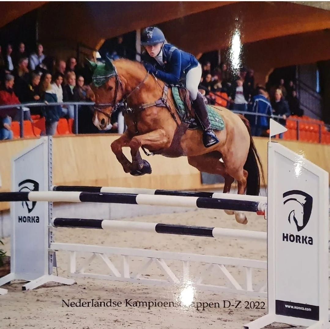nrps springpony merrie 11 歳 vos 売り出し中 - 写真 3