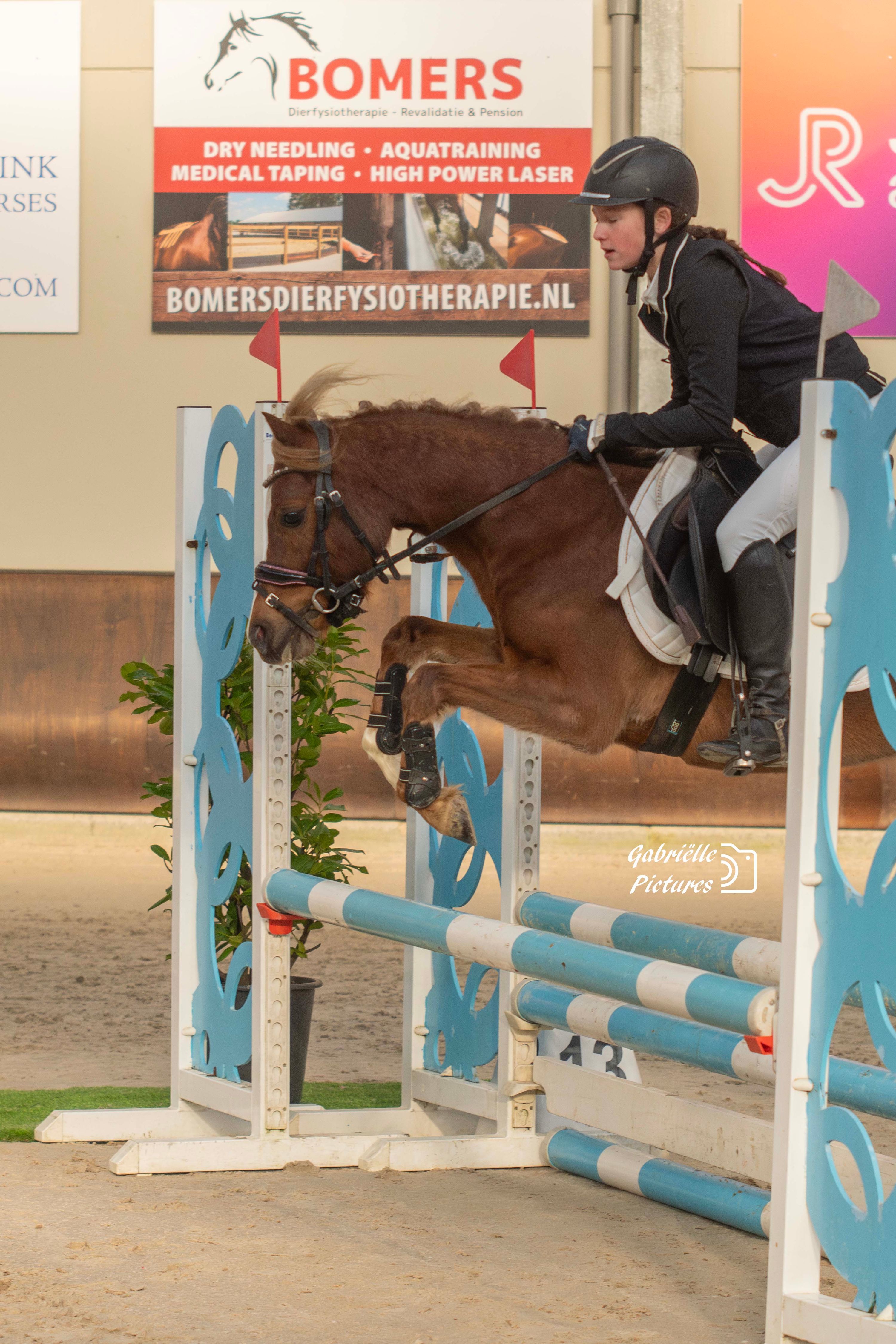 welsh recreatie-pony merrie 7 años vos en venta - Foto 3