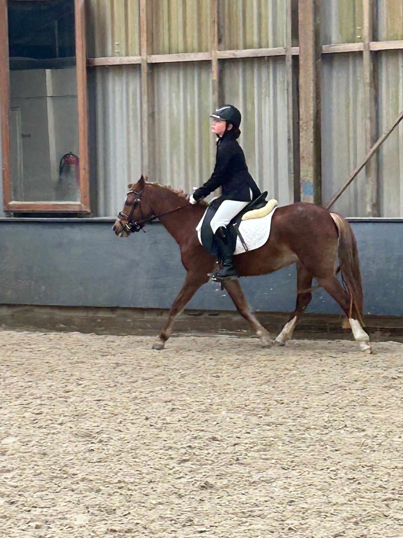welsh recreatie-pony merrie 7 años vos en venta - Foto 4