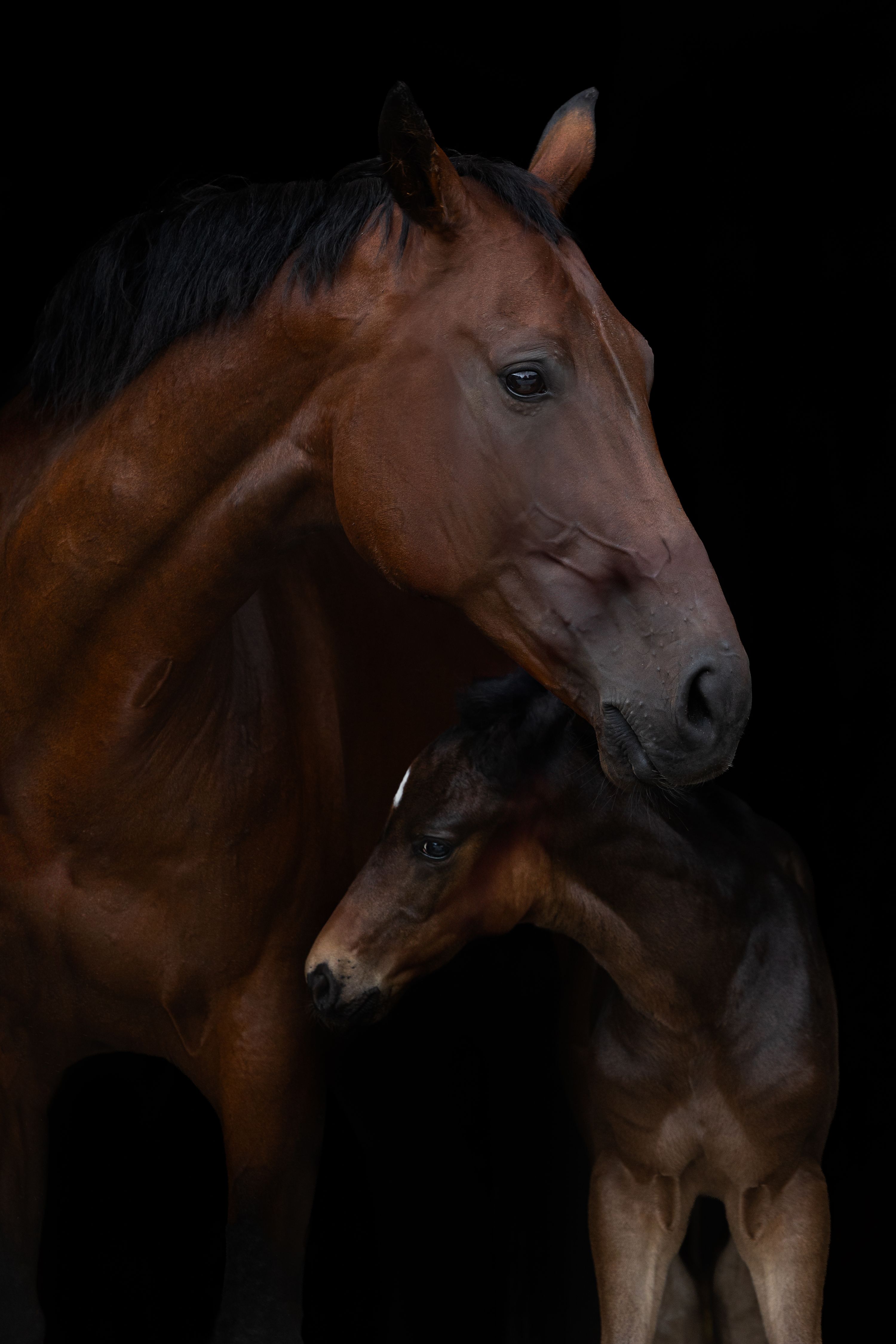 nrps dressuurpaard hengst 0 歳 donkerbruin 売り出し中 - 写真 2