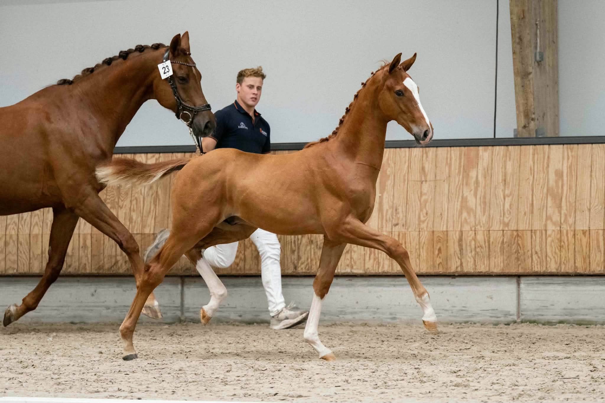 KWPN colt