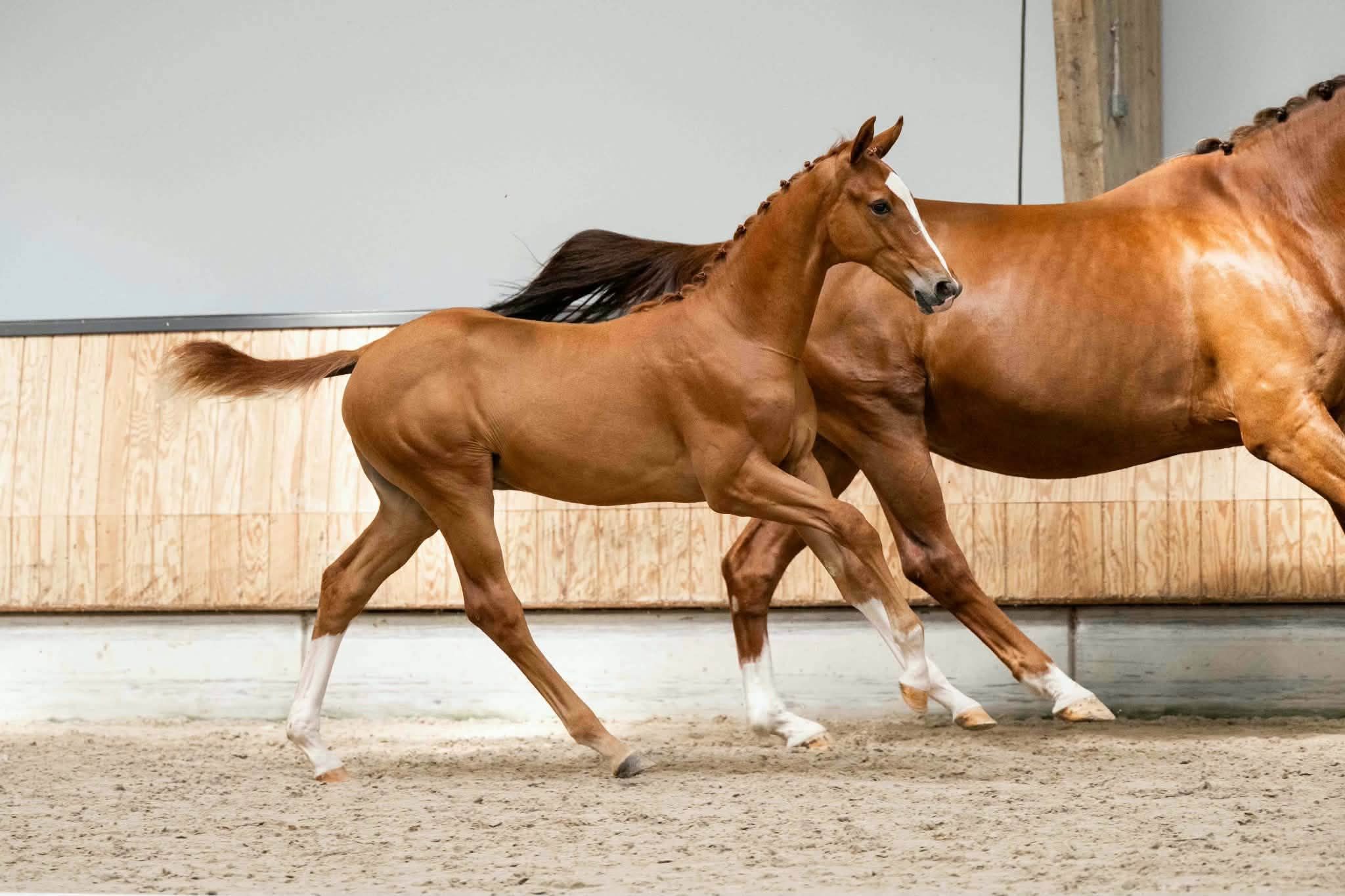 kwpn dressuurpaard hengst 0 歳 vos 売り出し中 - 写真 2