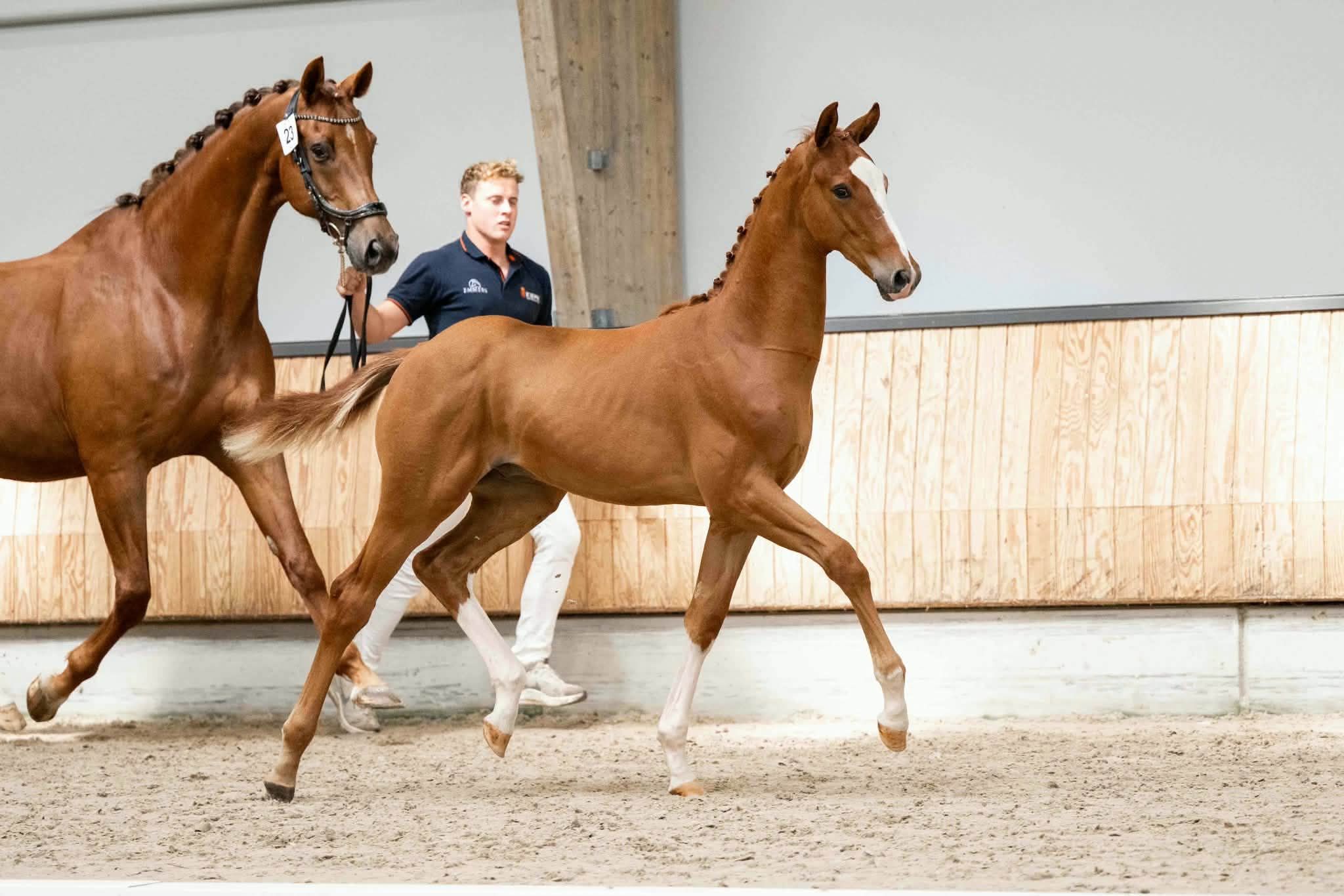 kwpn dressuurpaard hengst 0 歳 vos 売り出し中 - 写真 3