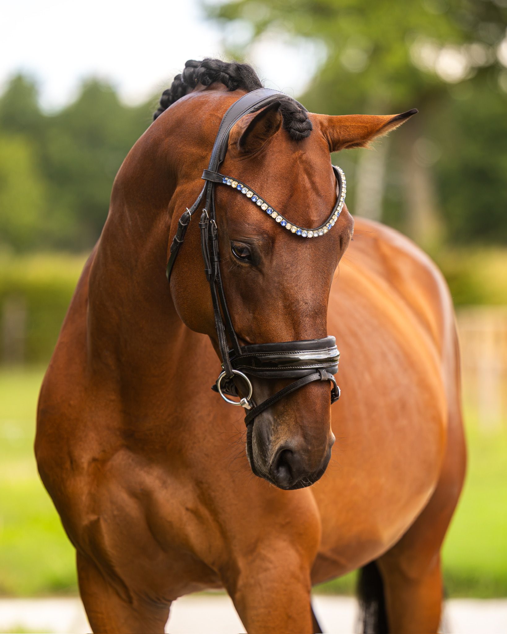 kwpn dressuurpaard ruin 5 歳 bruin 売り出し中 - 写真 4
