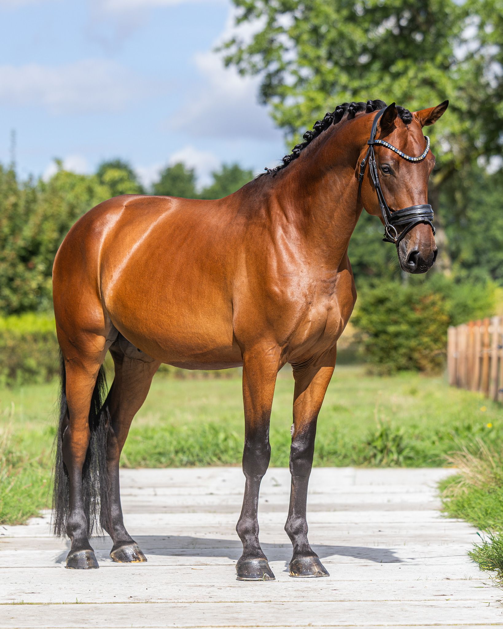 kwpn dressuurpaard ruin 5 歳 bruin 売り出し中 - 写真 2