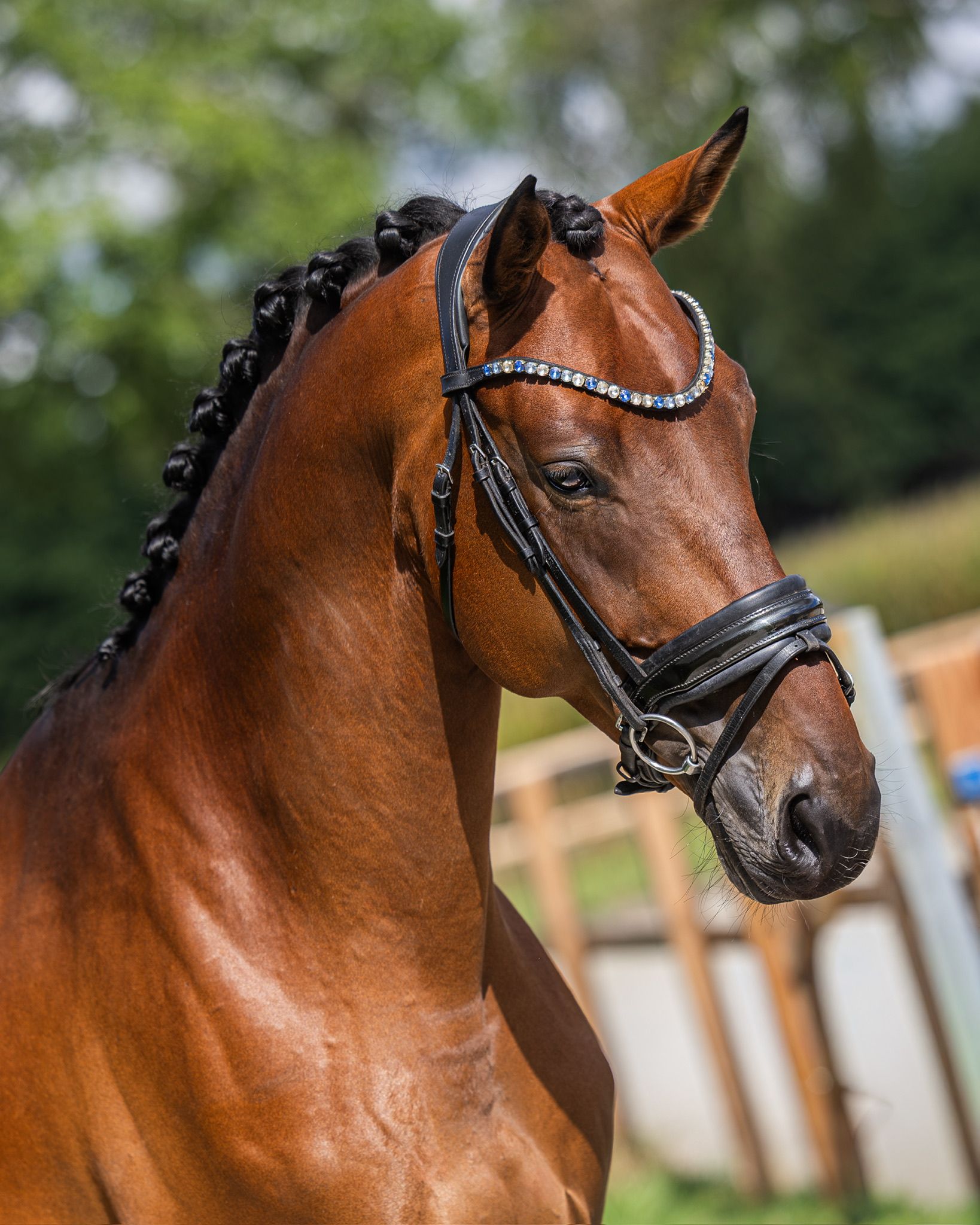 kwpn dressuurpaard ruin 5 歳 bruin 売り出し中 - 写真 3