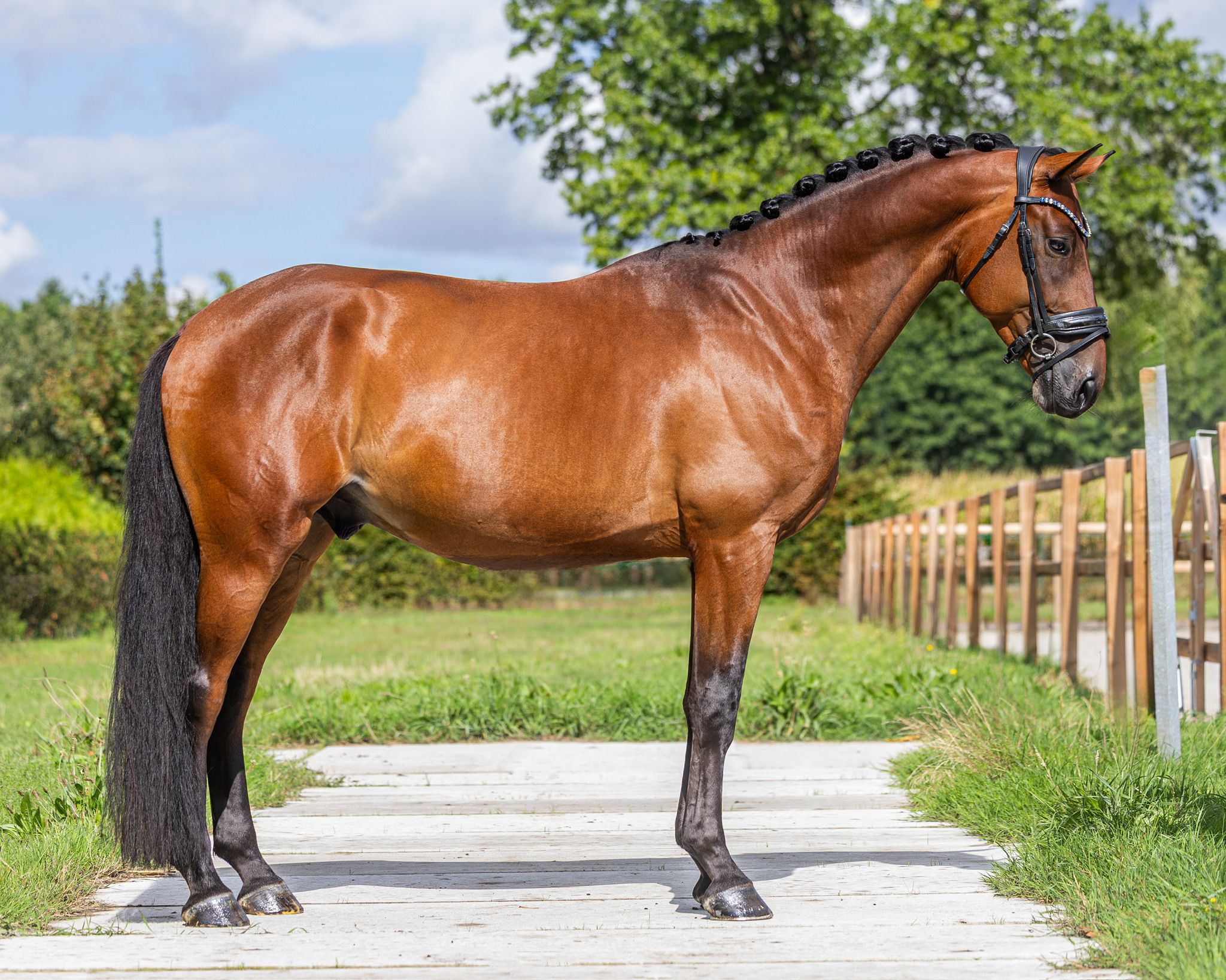 kwpn dressuurpaard ruin 5 años bruin en venta - Foto 2