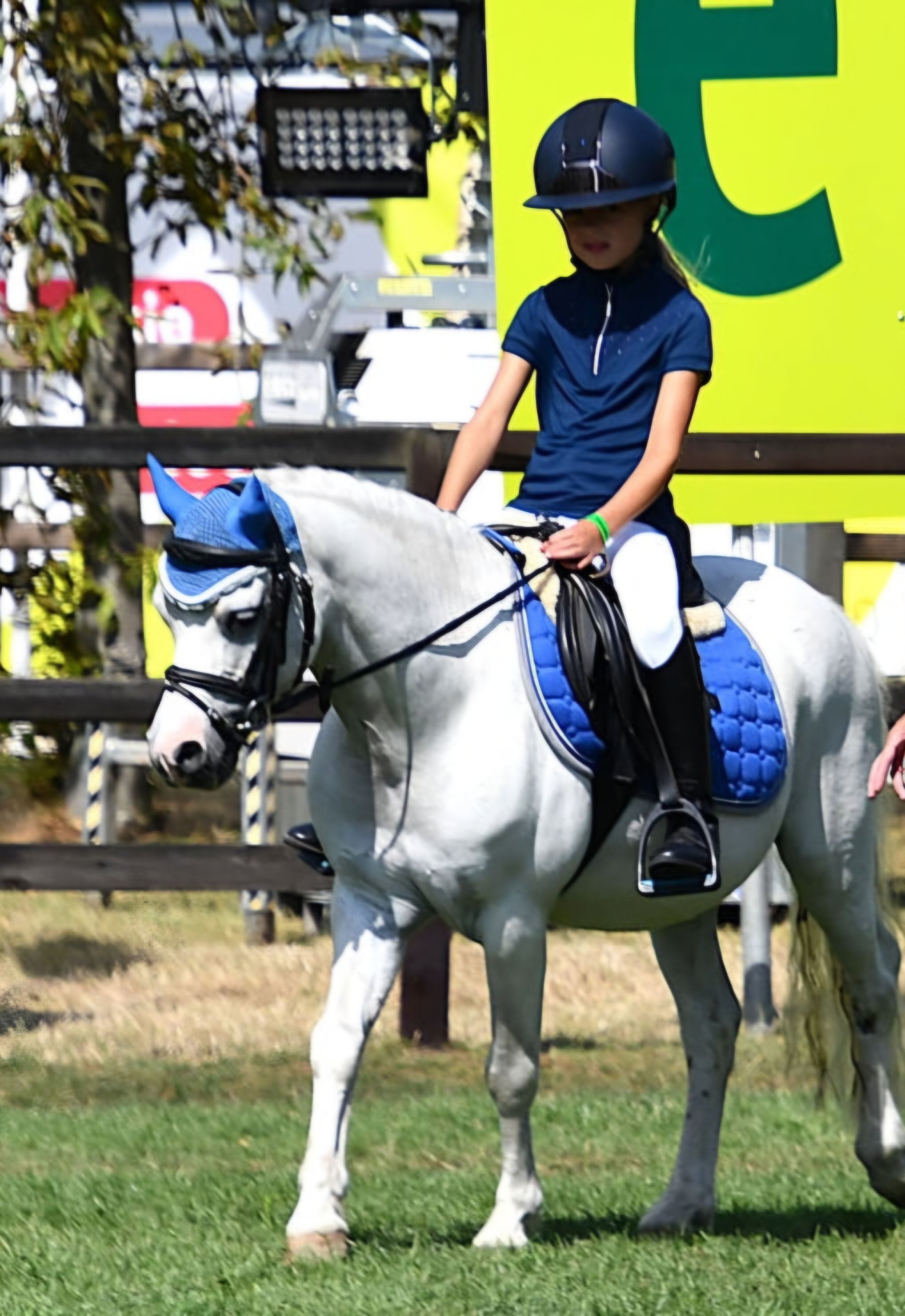 pony 11 años schimmel en venta - Foto 2