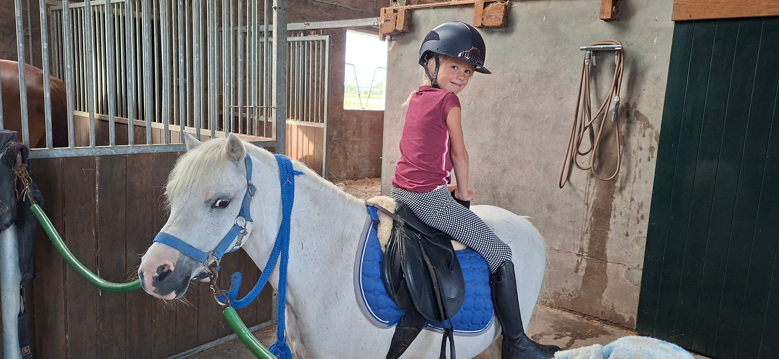 pony 11 años schimmel en venta - Foto 5