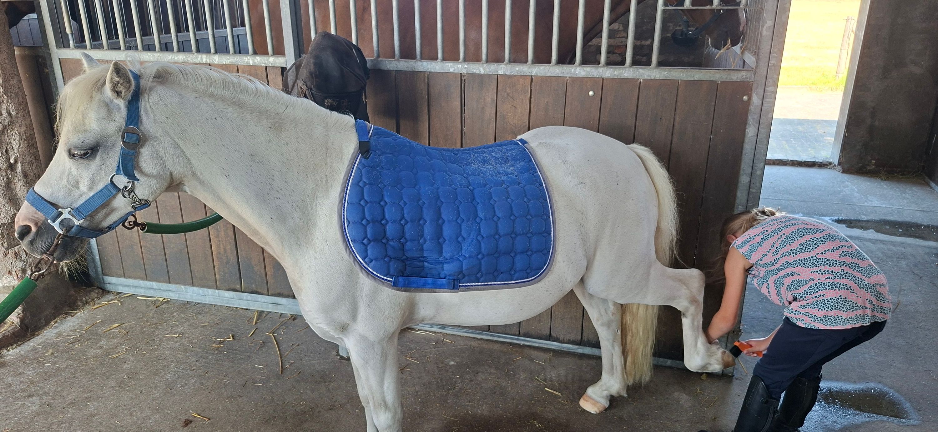 pony 11 años schimmel en venta - Foto 4