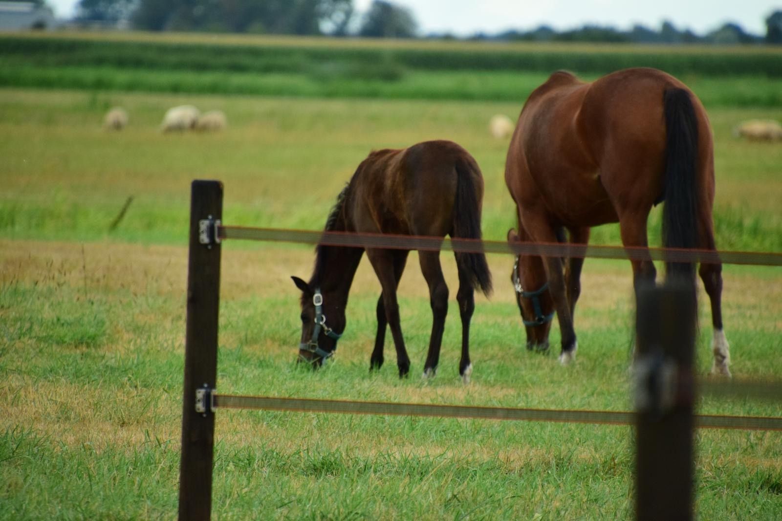nrps springpony merrie 0 years old donkerbruin for sale - Photo 2