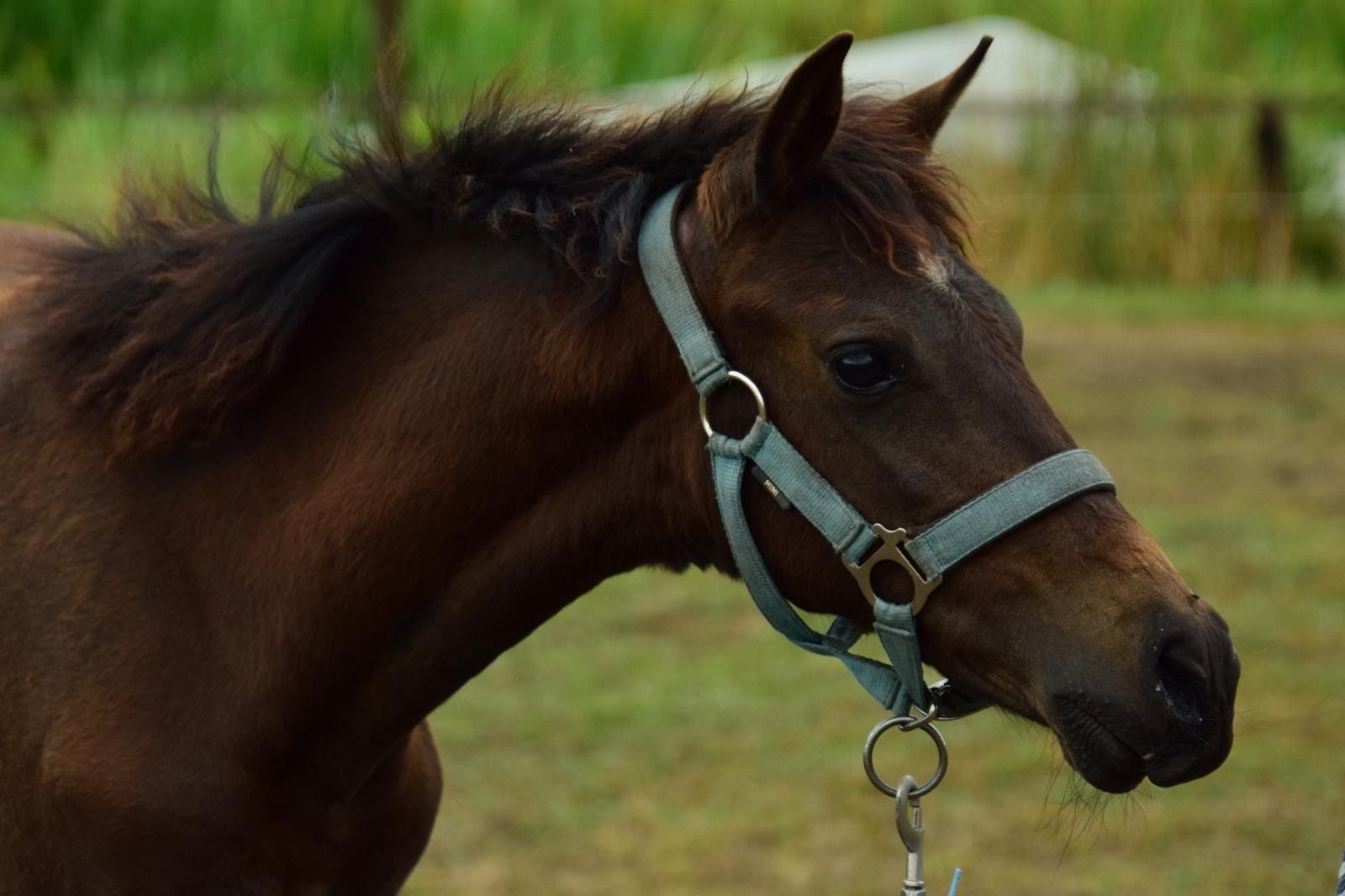 nrps springpony merrie 0 years old donkerbruin for sale - Photo 4