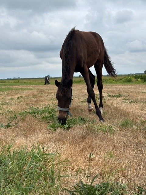 nrps springpony merrie 0 years old donkerbruin for sale - Photo 5