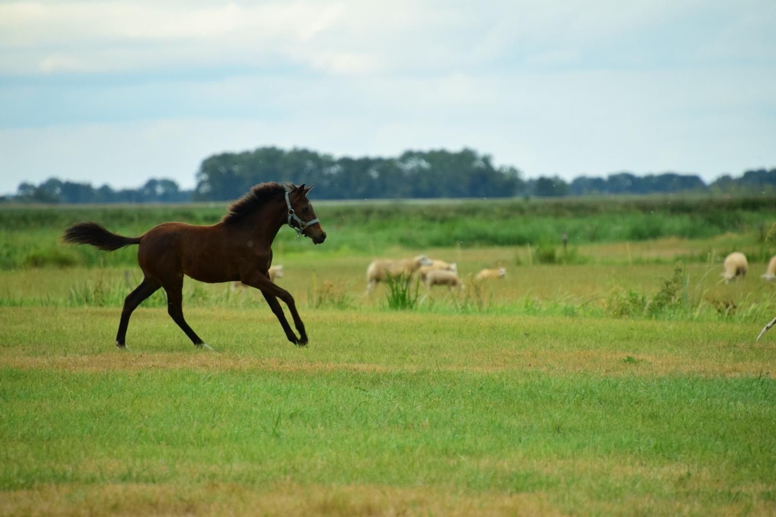 nrps springpony merrie 0 years old donkerbruin for sale - Photo 3