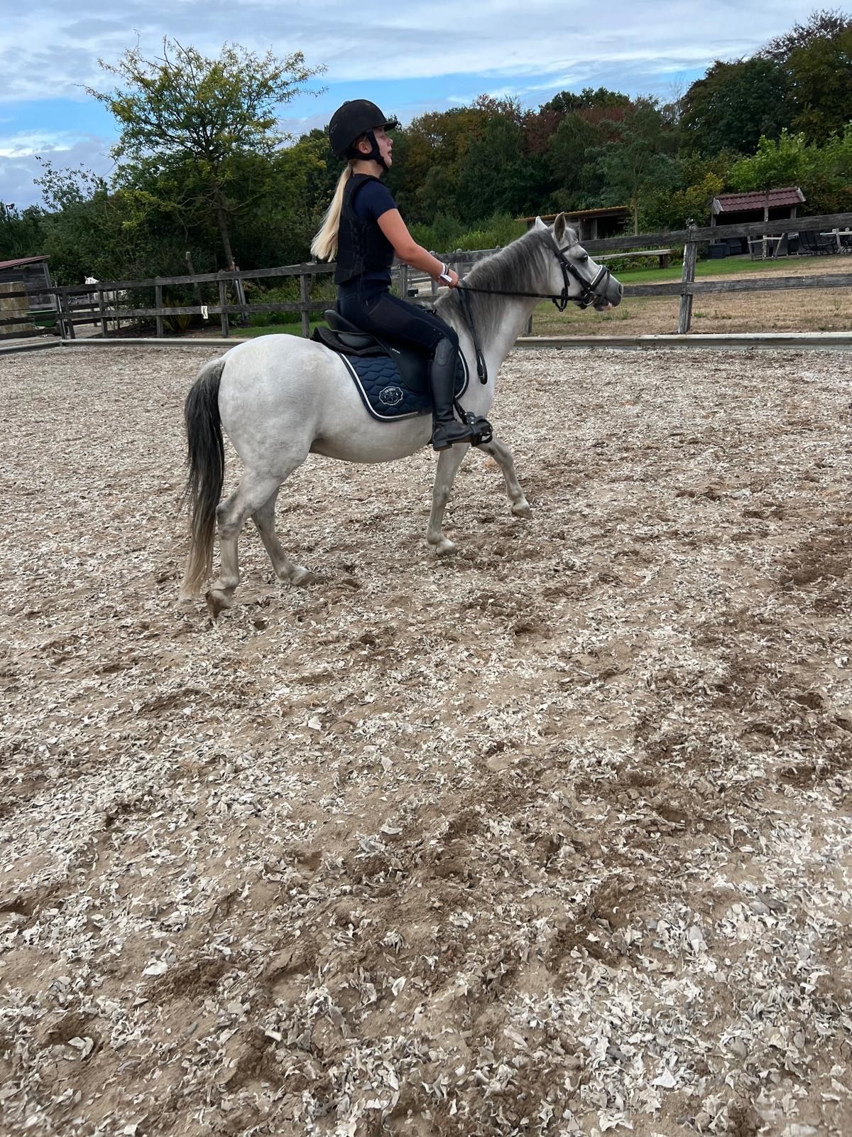 Poni B versátil y súper noble