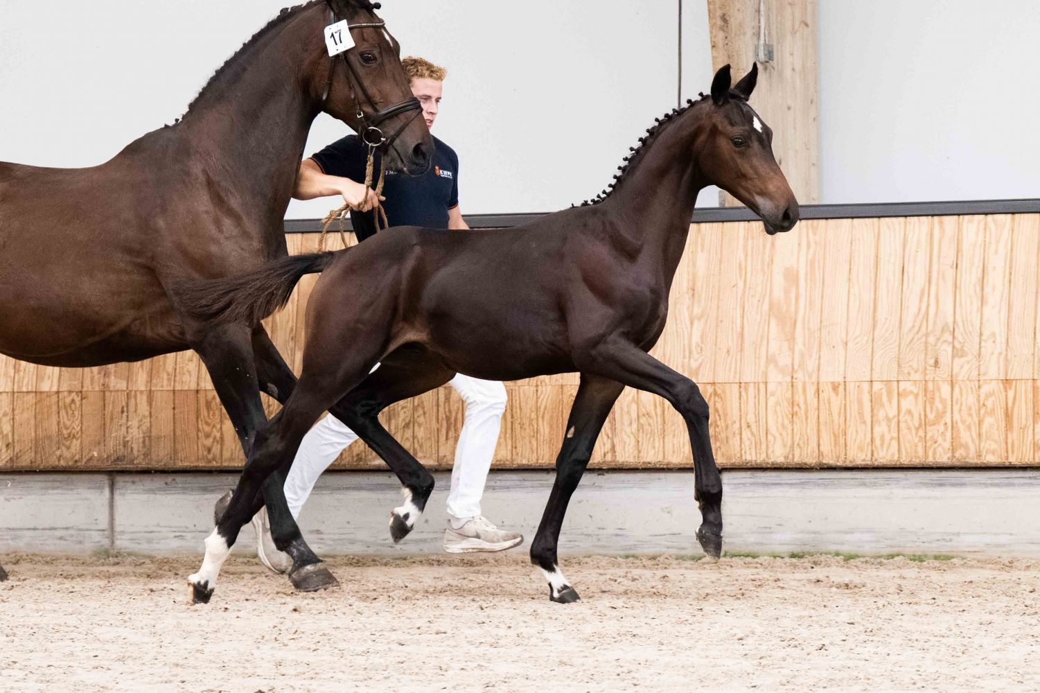 KWPN dressuurpaard Hengst 0 ani zwart de vânzare - Foto 3