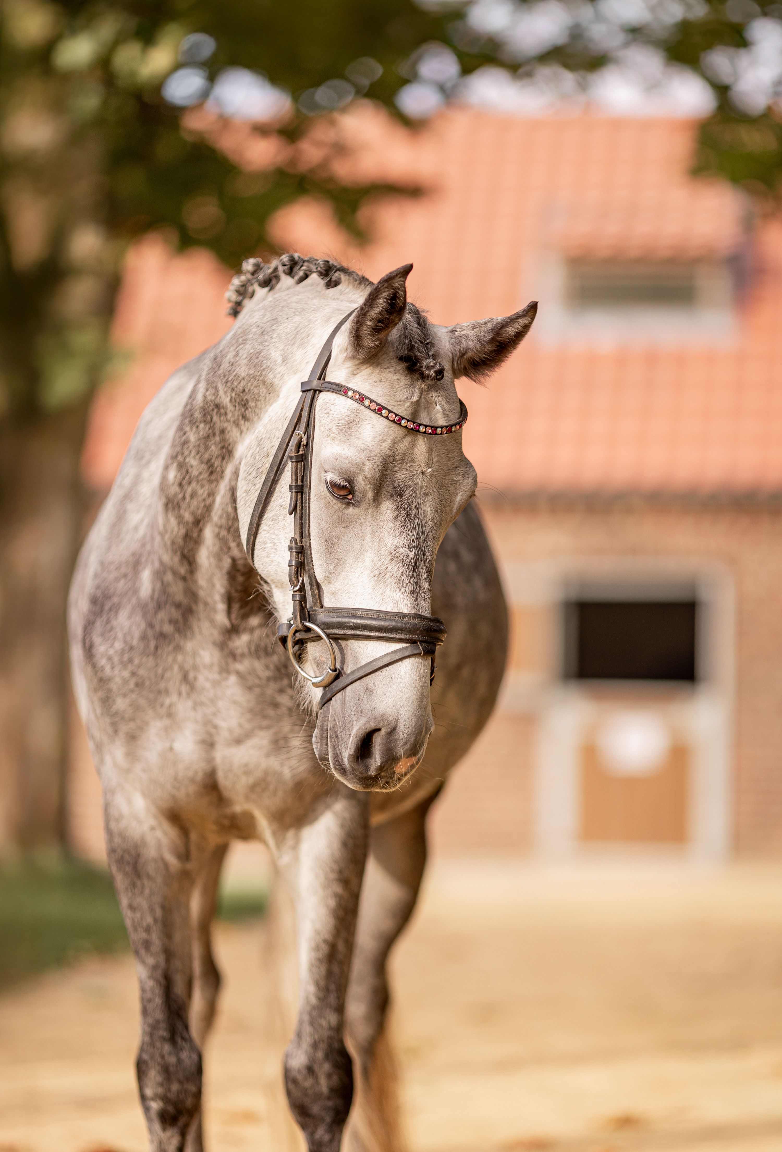 nrps dressuurpony ruin 6 Jahre alt schimmel zu verkaufen - Foto 2