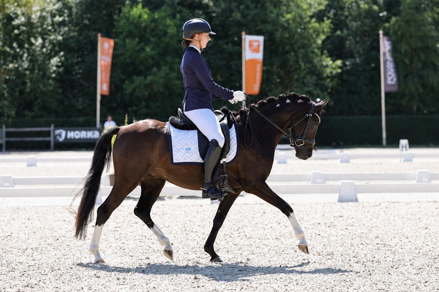 welsh dressuurpony ruin 5 Jahre alt donkerbruin zu verkaufen - Foto 2