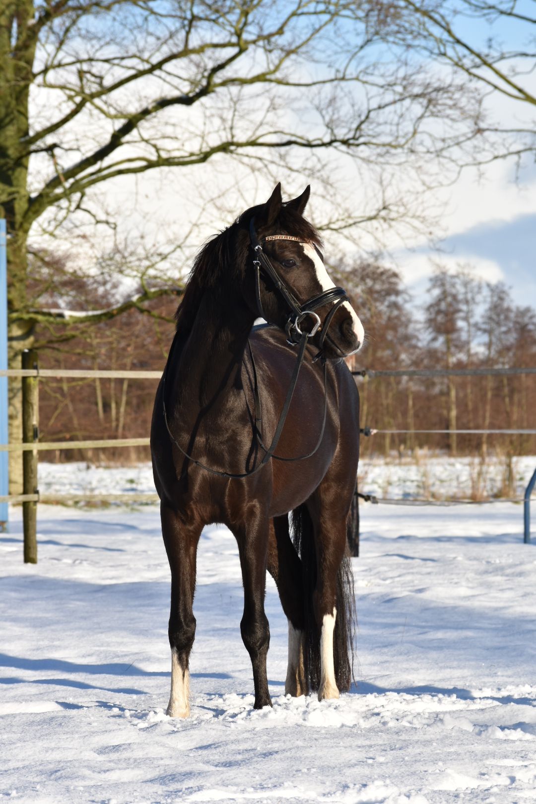 Talentiertes Dressurpony!