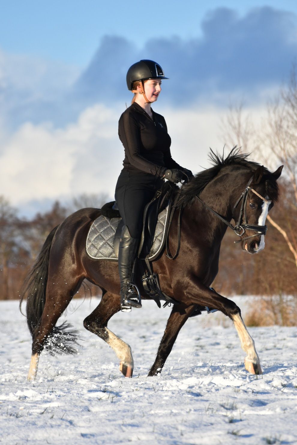 welsh dressuurpony ruin 5 Jahre alt donkerbruin zu verkaufen - Foto 5