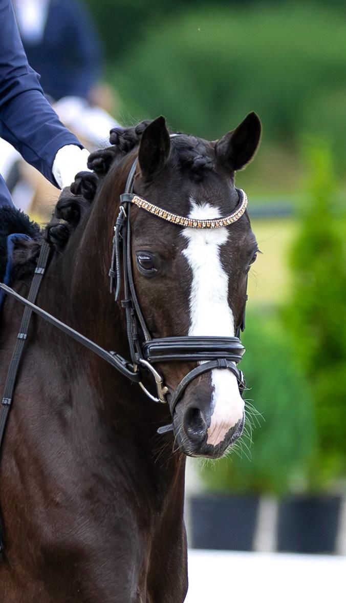 welsh dressuurpony ruin 5 Jahre alt donkerbruin zu verkaufen - Foto 3