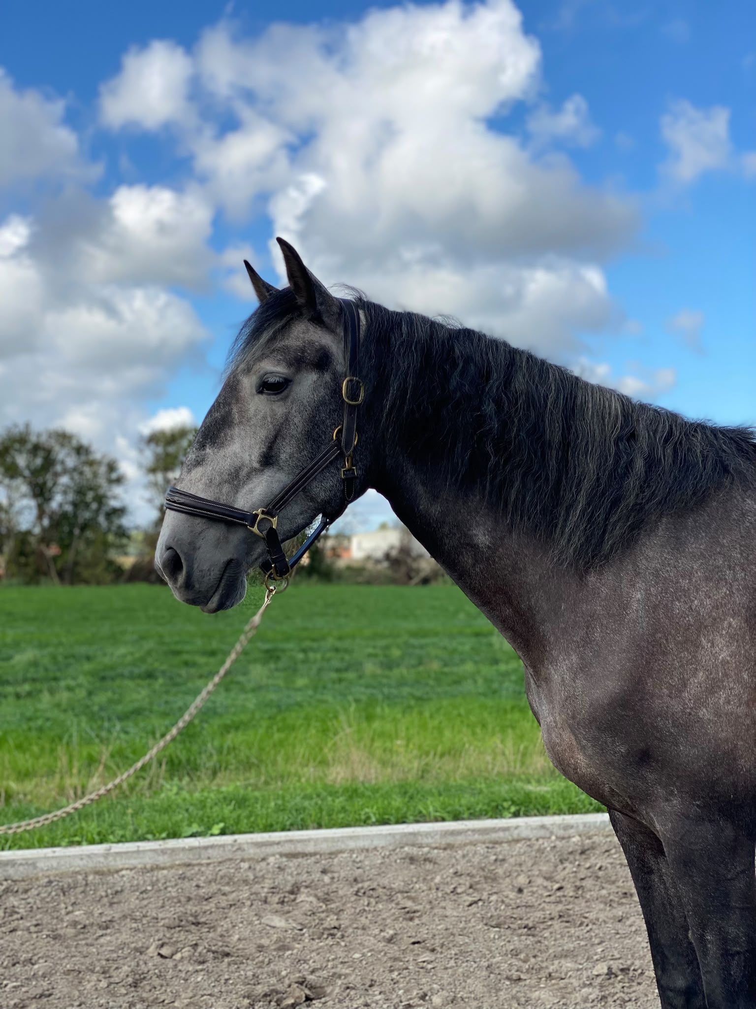 5-jährige Lusitano Stute