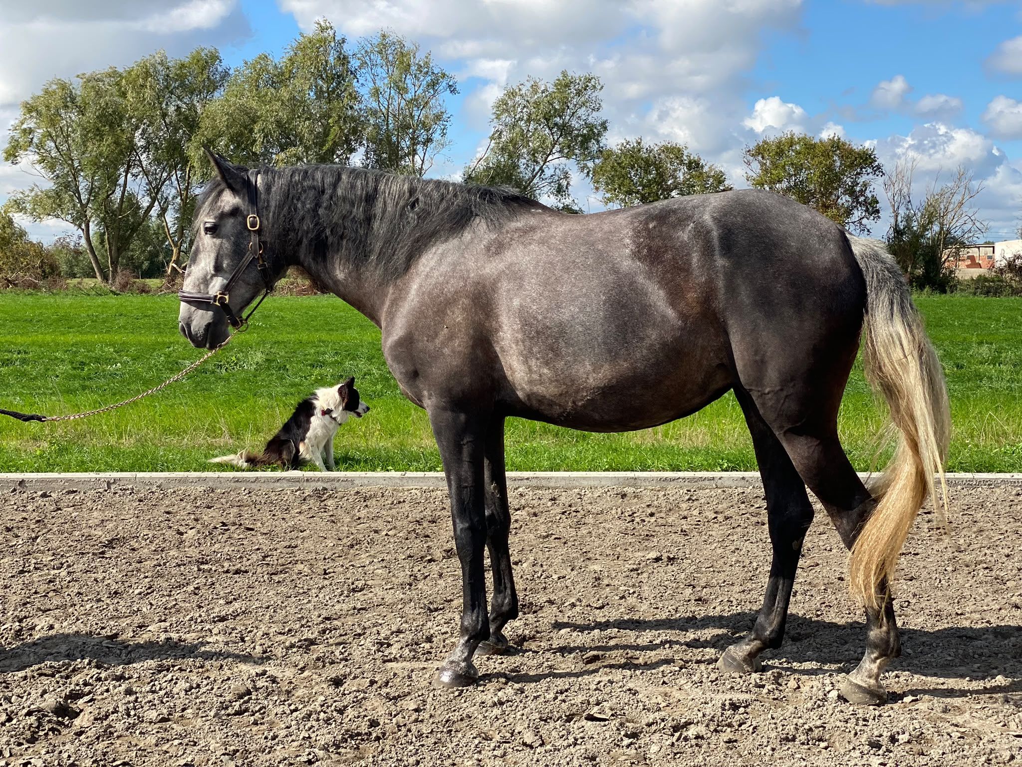 lusitano dressuurpaard merrie 5 Jahre alt schimmel zu verkaufen - Foto 4