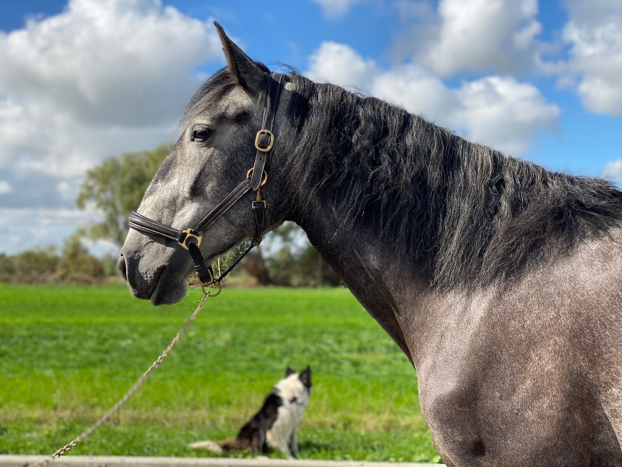 lusitano dressuurpaard merrie 5 Jahre alt schimmel zu verkaufen - Foto 3