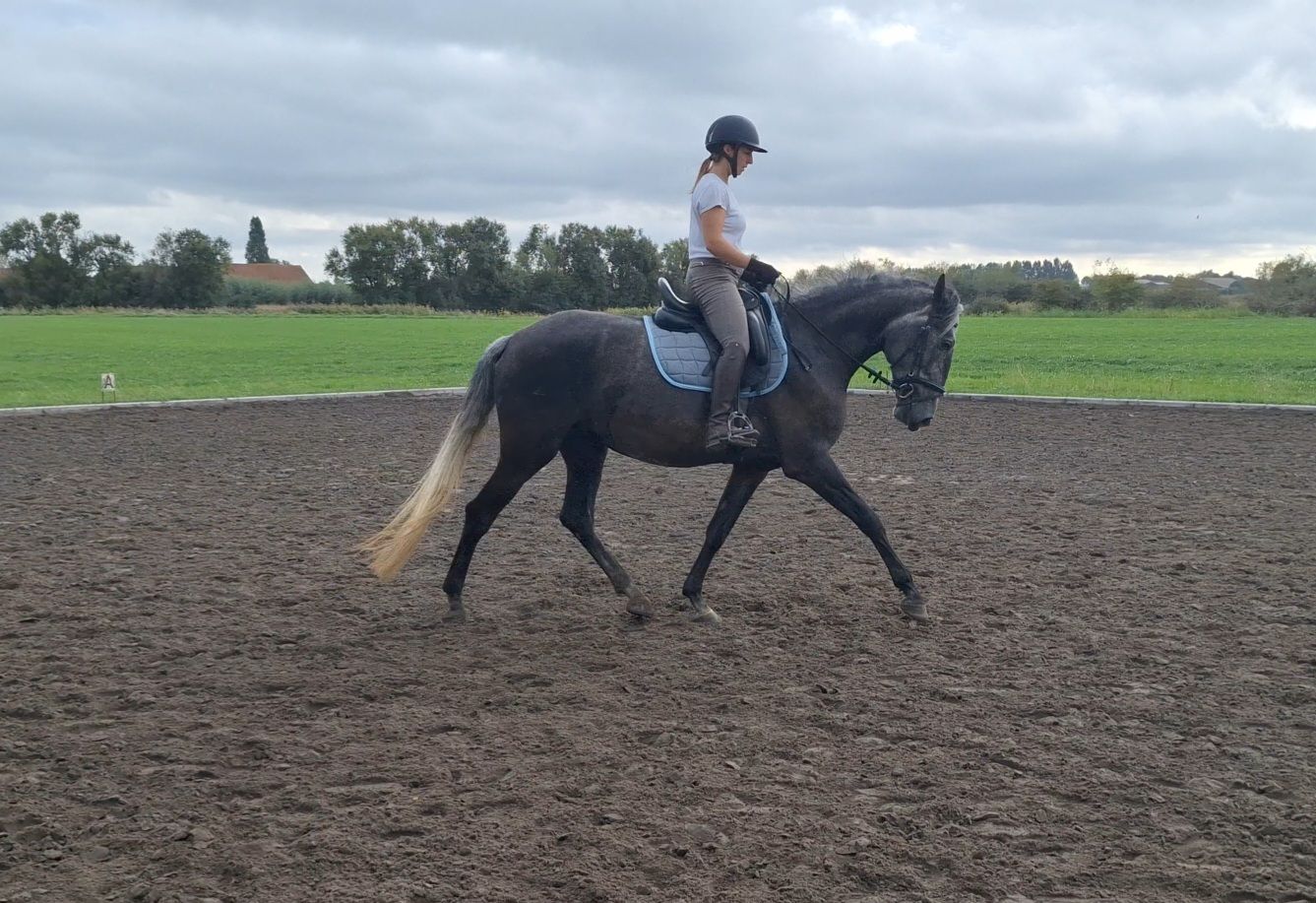 lusitano dressuurpaard merrie 5 Jahre alt schimmel zu verkaufen - Foto 5