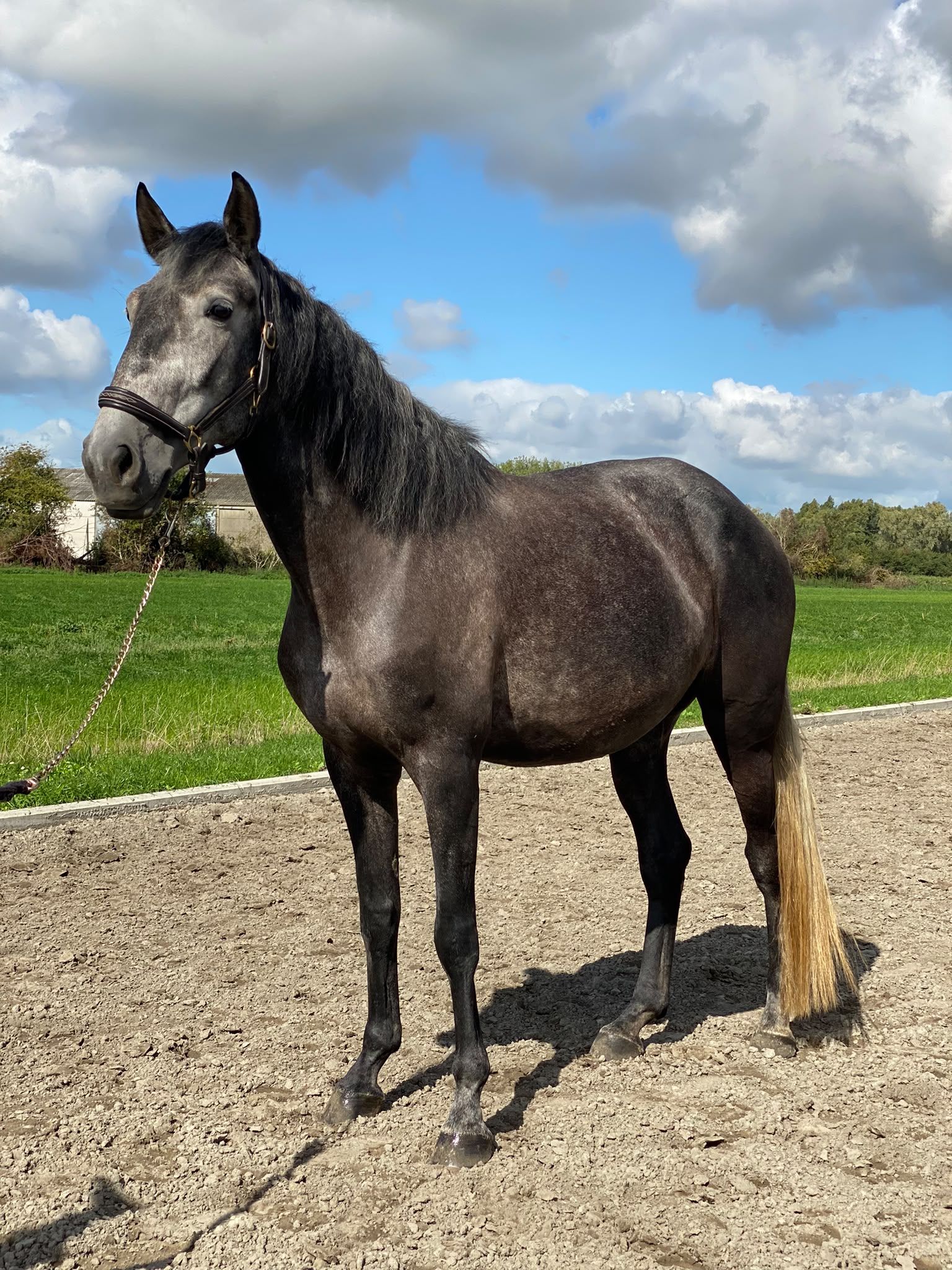 lusitano dressuurpaard merrie 5 Jahre alt schimmel zu verkaufen - Foto 2
