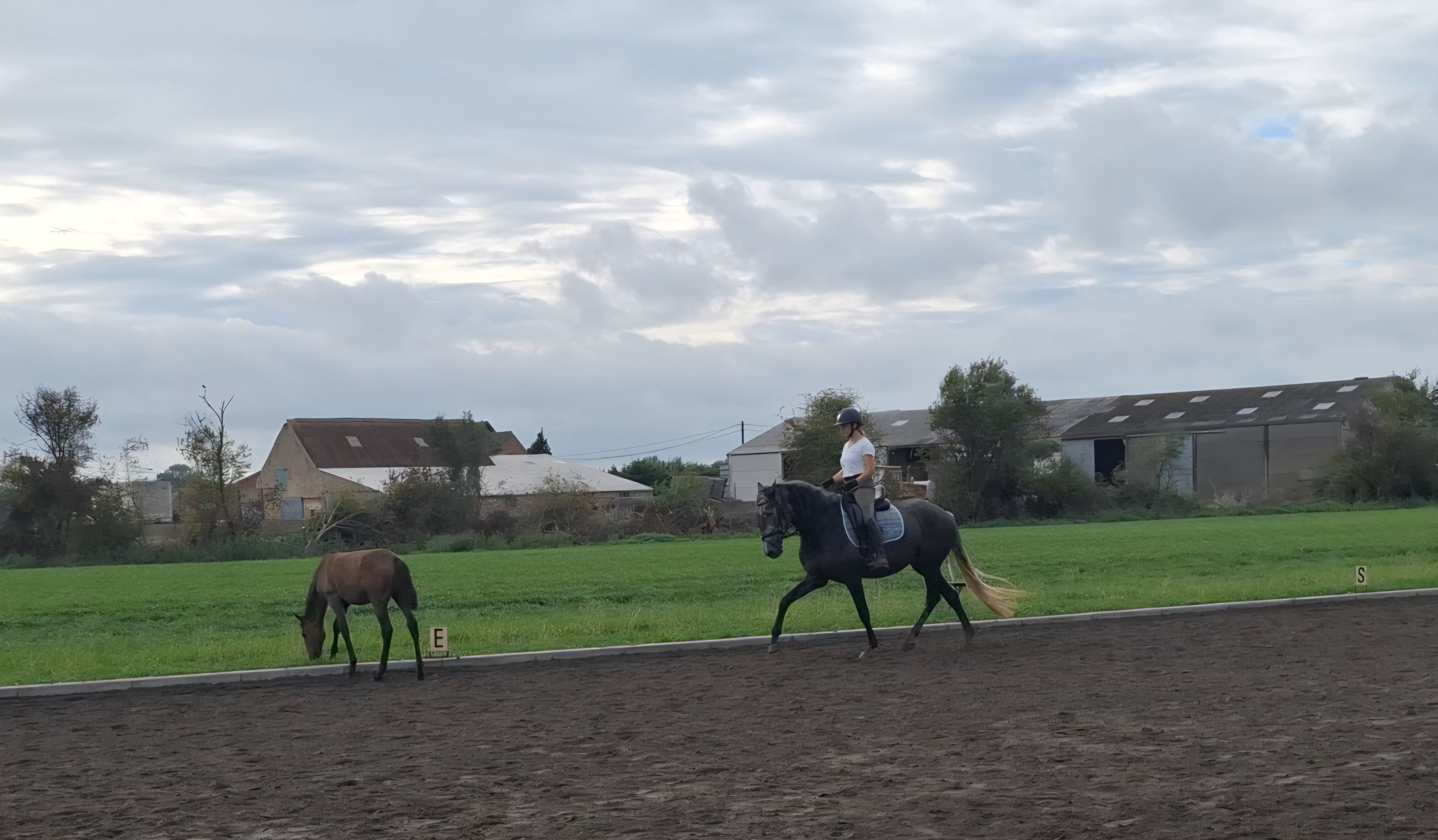 lusitano dressuurpaard merrie 5 Jahre alt schimmel zu verkaufen - Foto 6