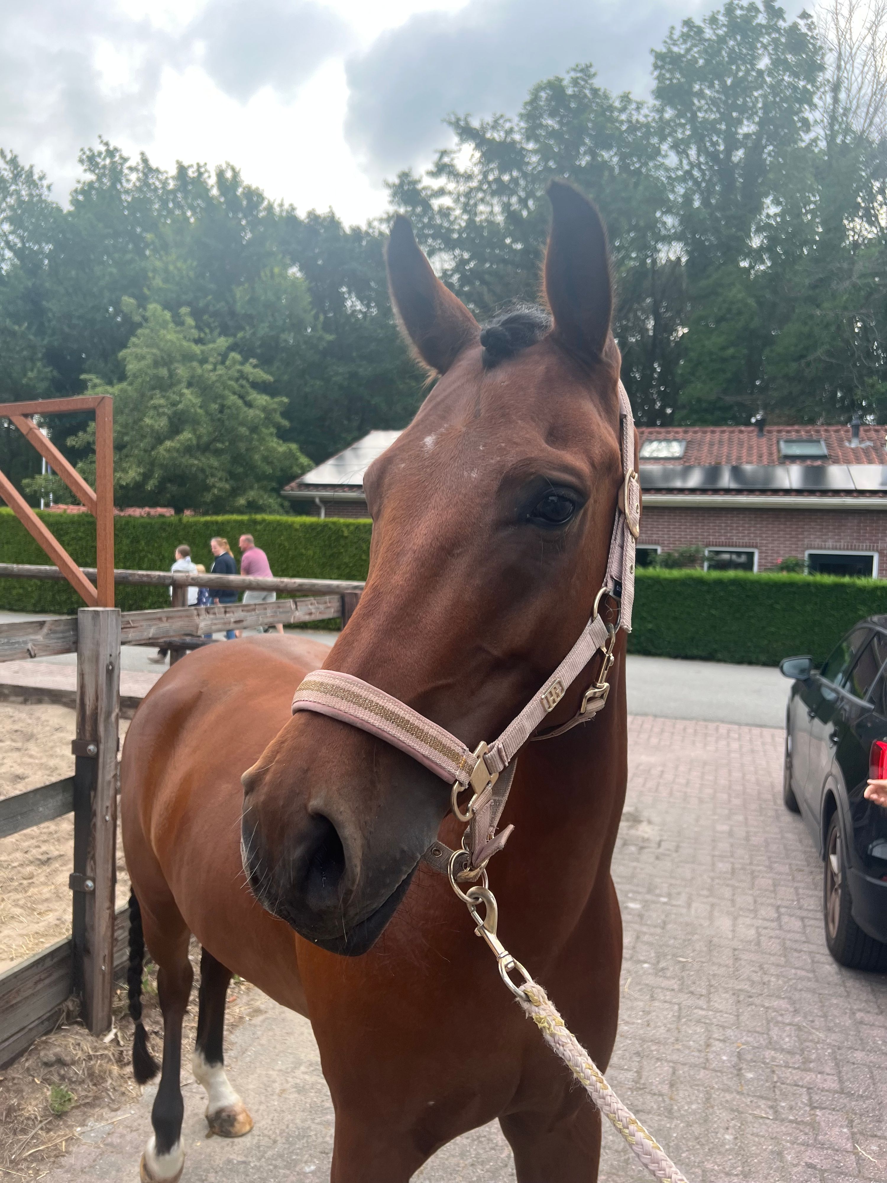 new-forest allround-pony ruin 7 years old bruin for sale - Photo 5