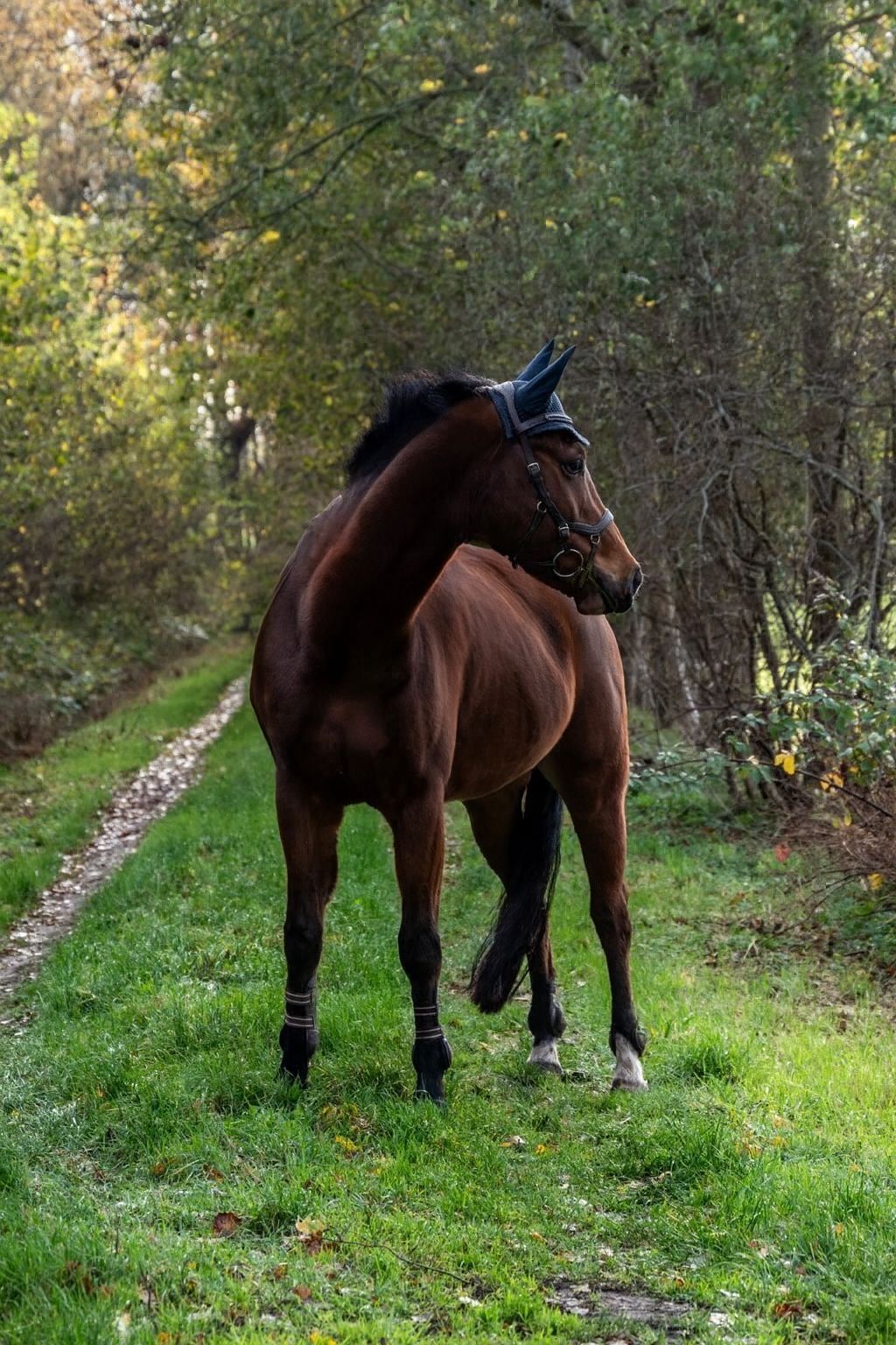 Sweet all-rounder pony with potential and a heart of gold