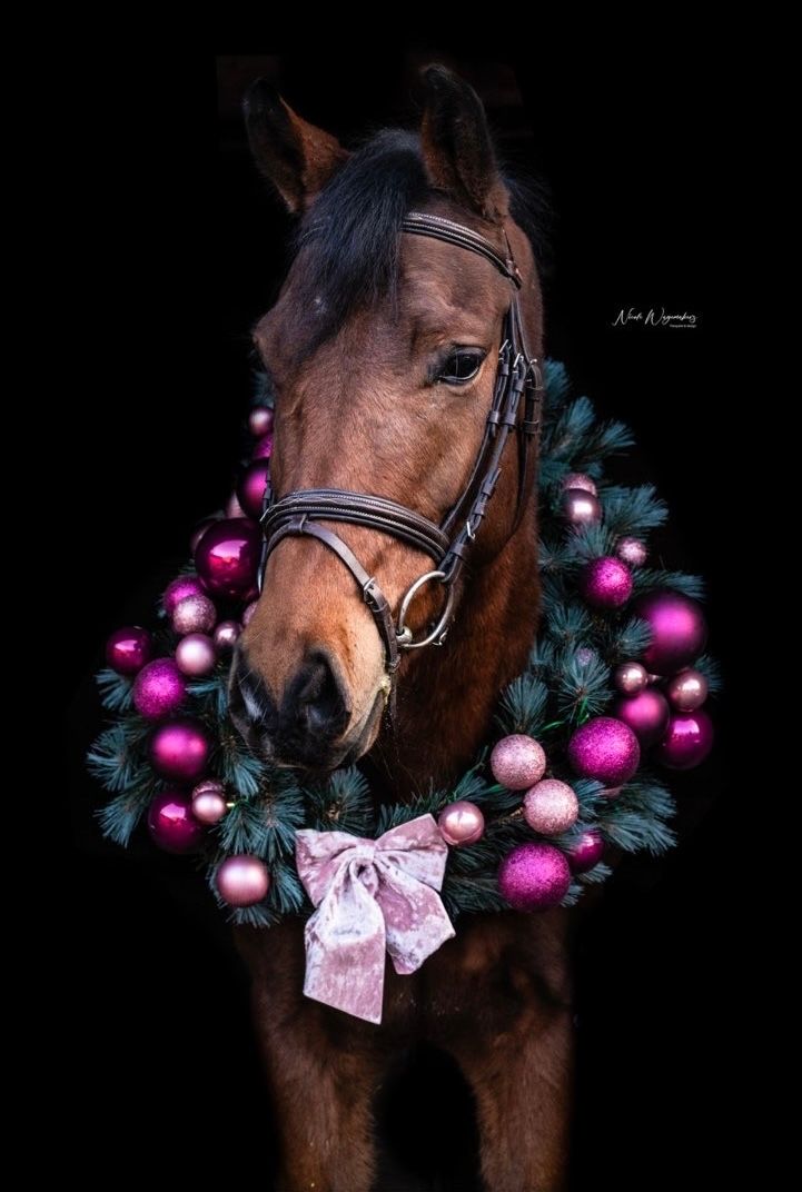 new-forest allround-pony ruin 7 years old bruin for sale - Photo 2