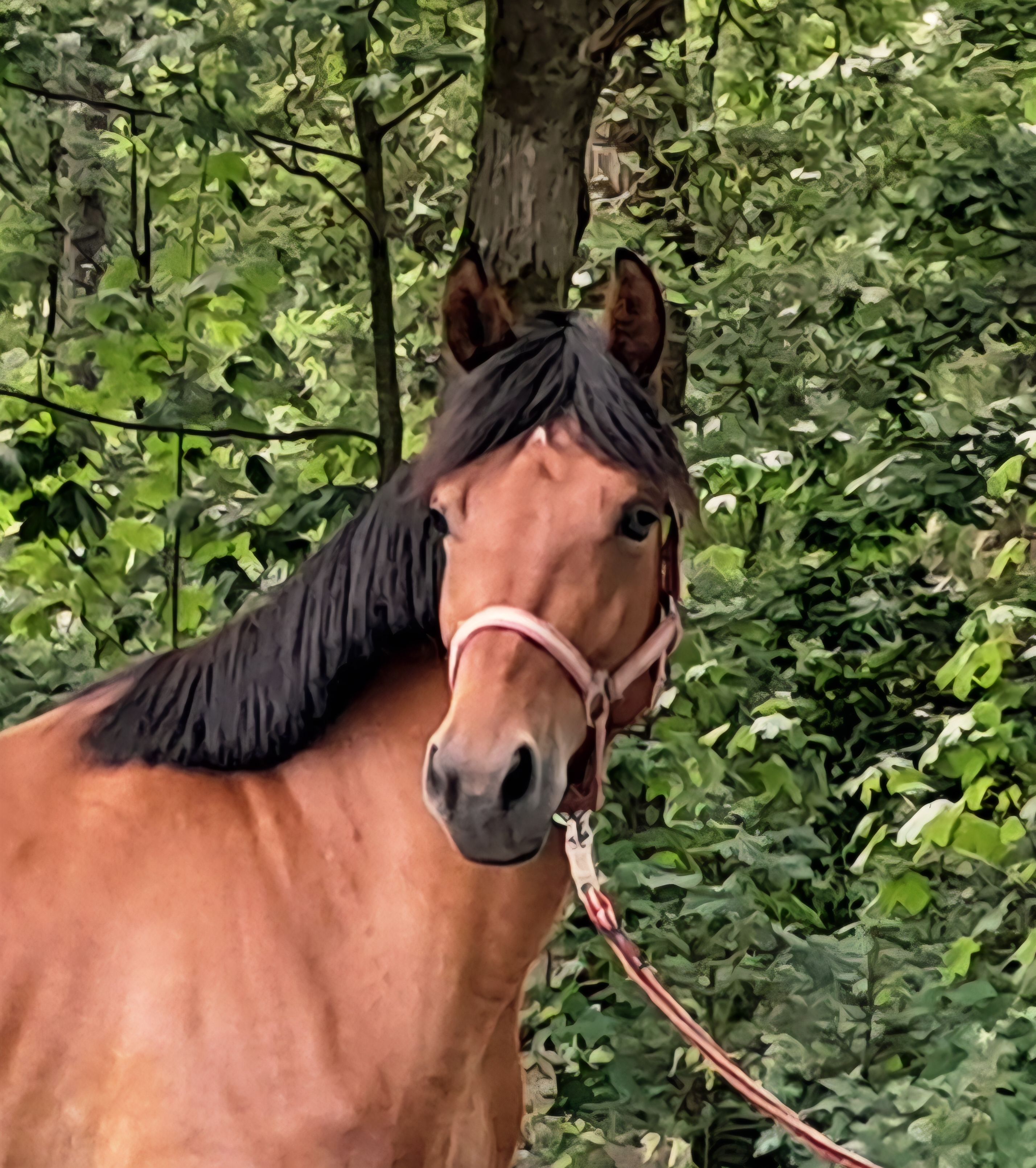 Sporty, kind all-round E-pony