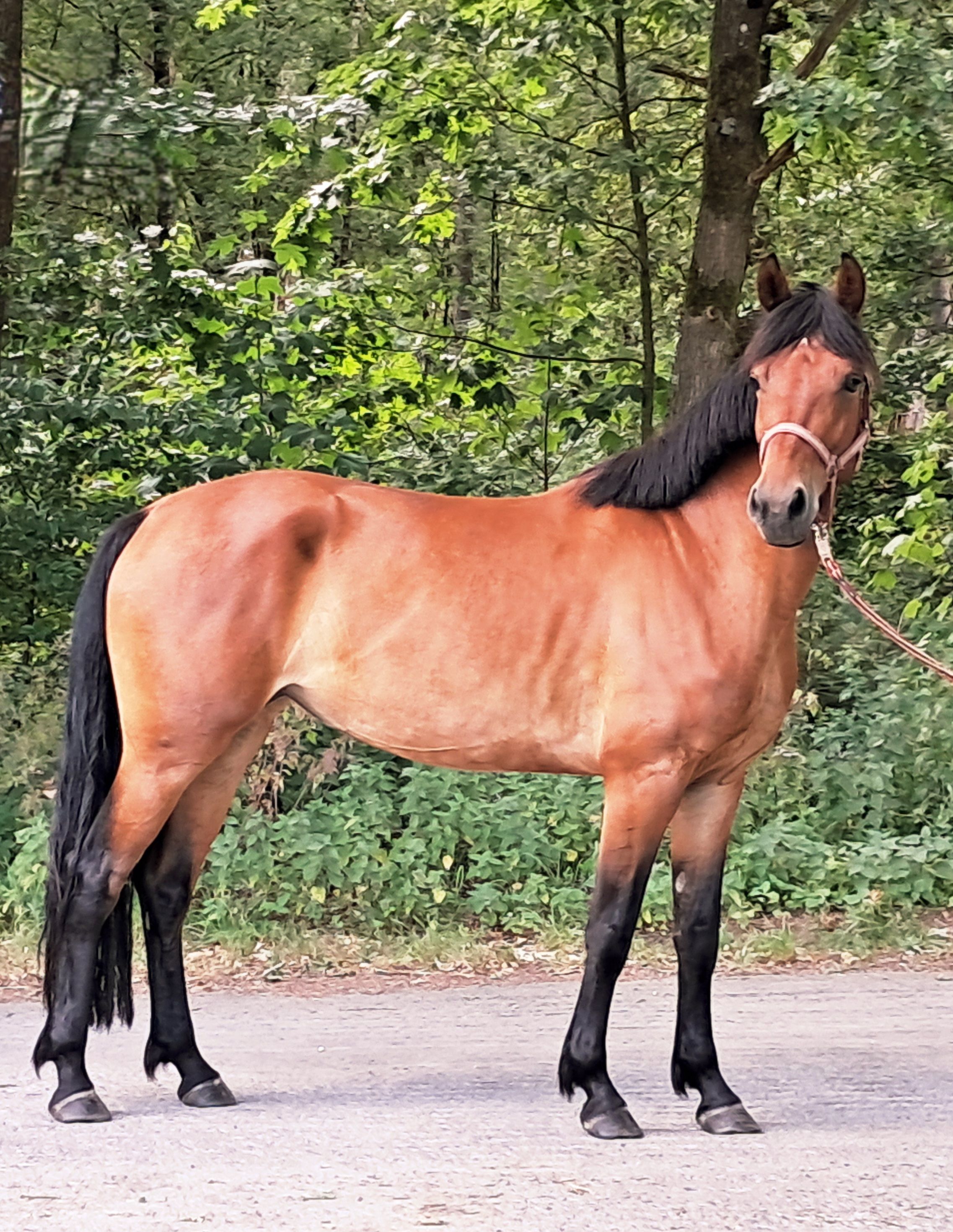 allround-pony merrie 4 years old bruin for sale - Photo 2