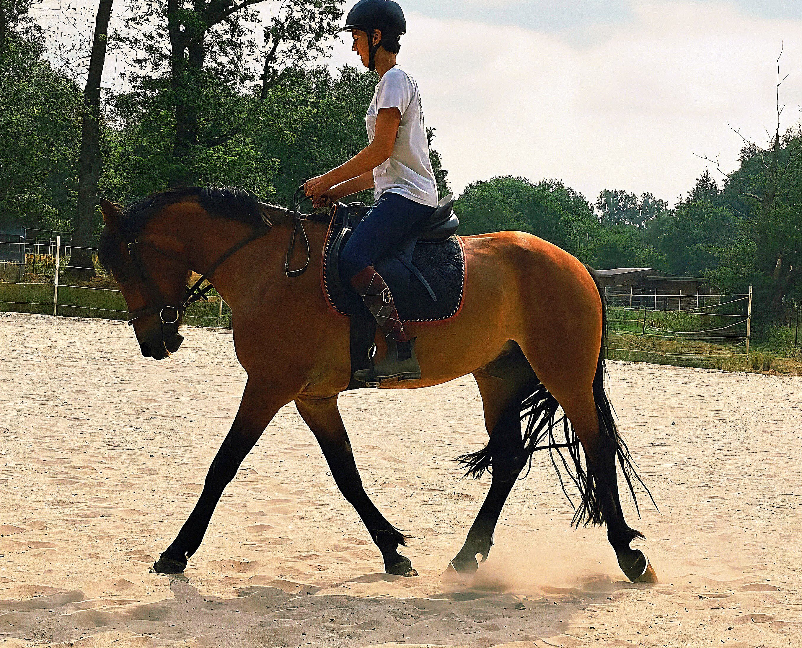 allround-pony merrie 4 years old bruin for sale - Photo 5