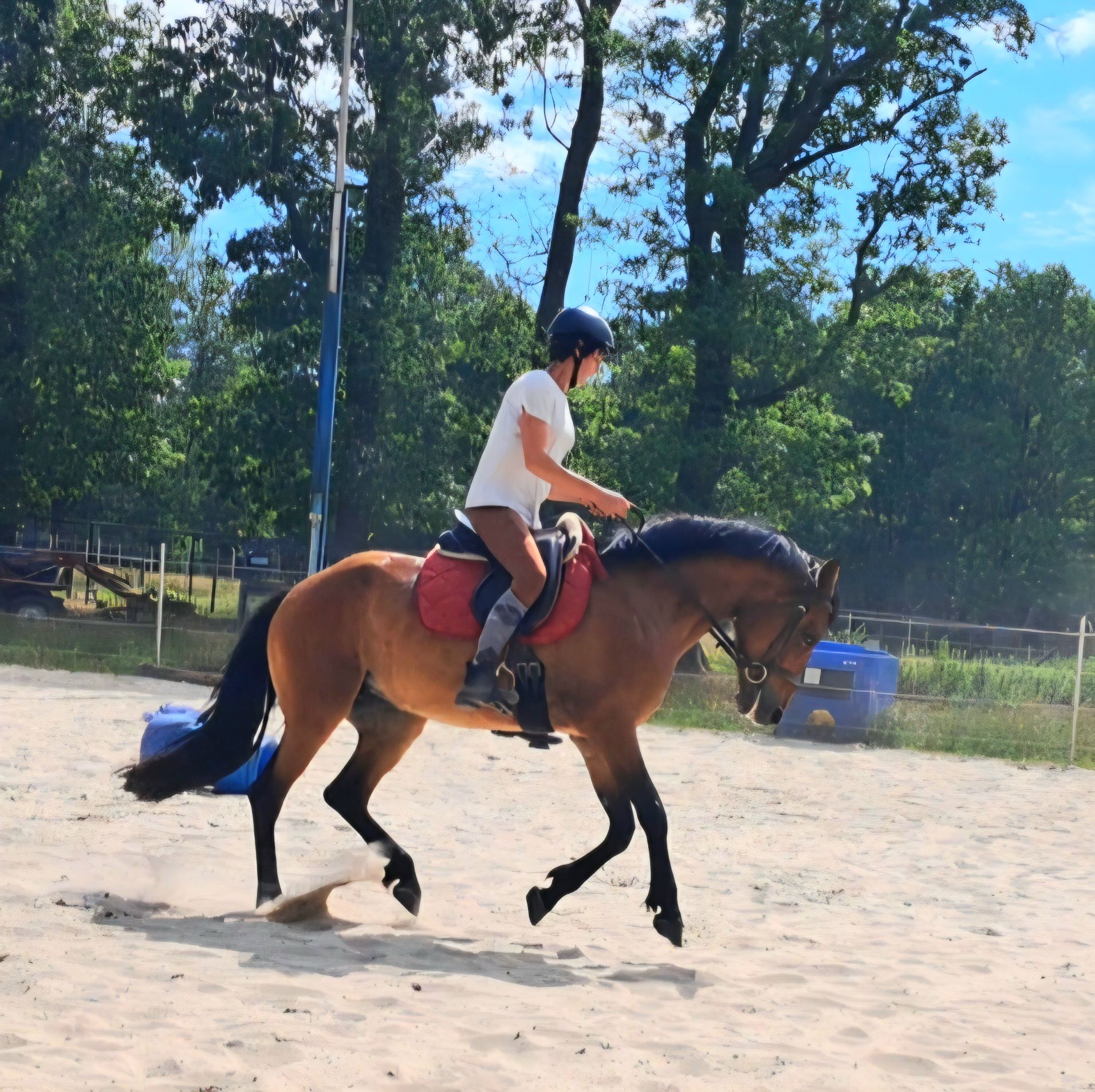 allround-pony merrie 4 years old bruin for sale - Photo 4