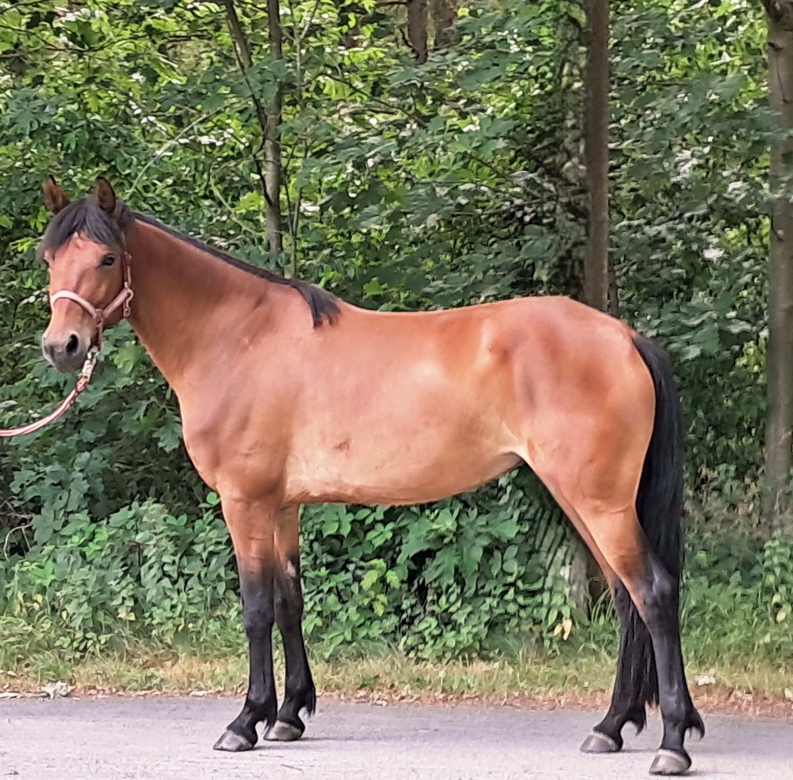 allround-pony merrie 4 years old bruin for sale - Photo 3