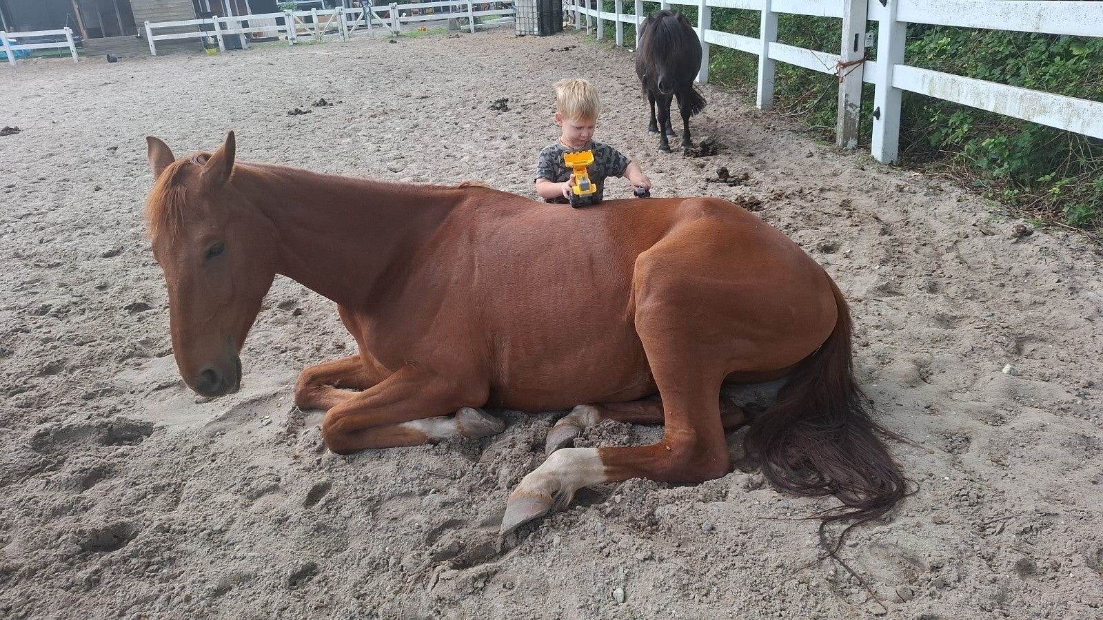 kwpn dressuurpaard merrie 4 歳 vos 売り出し中 - 写真 5