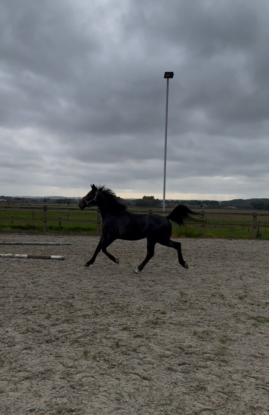 zangersheide springpony hengst 3 år schimmel till salu - Foto 2