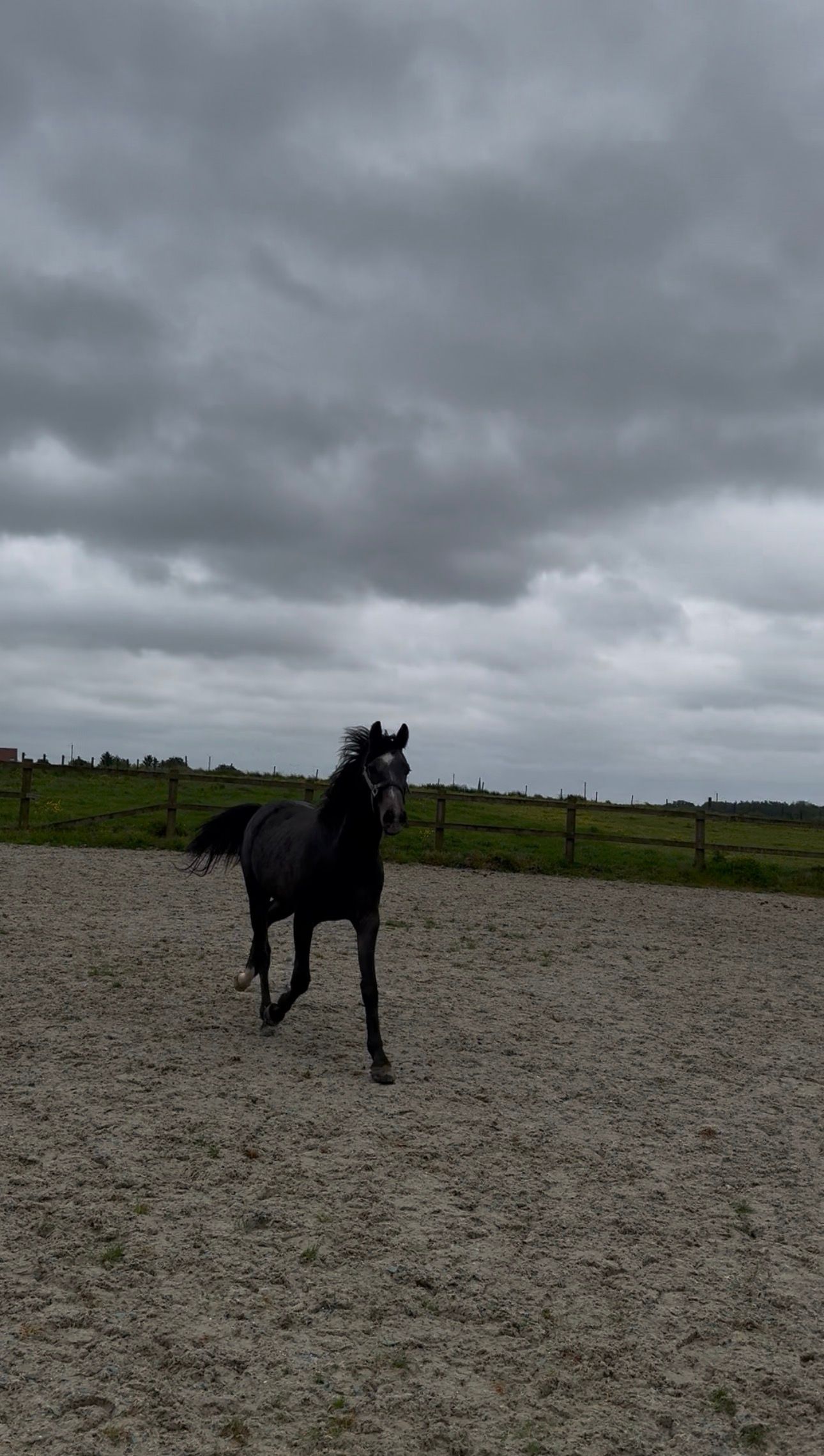zangersheide springpony hengst 3 år schimmel till salu - Foto 3