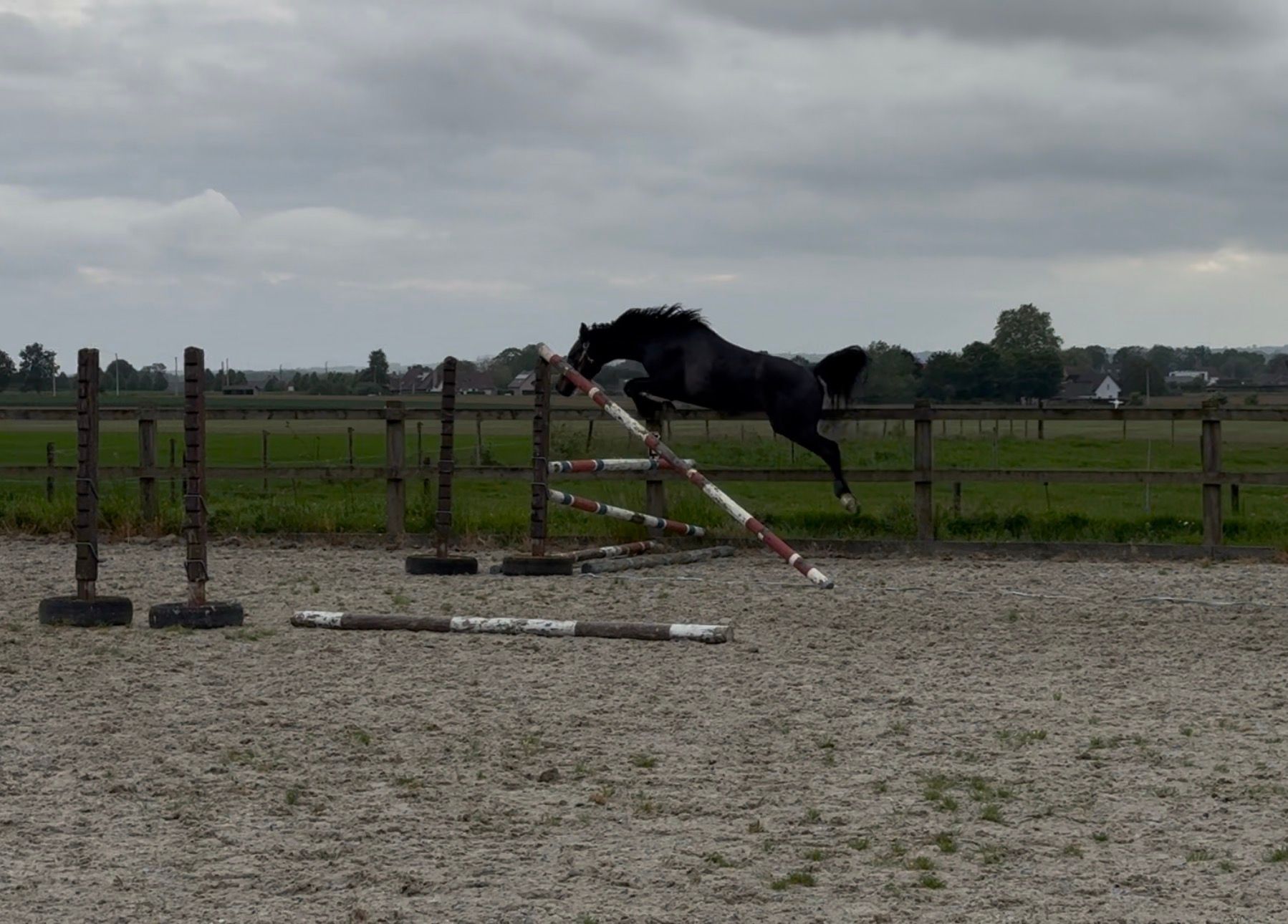 3-årig ponnyhingst 148 cm