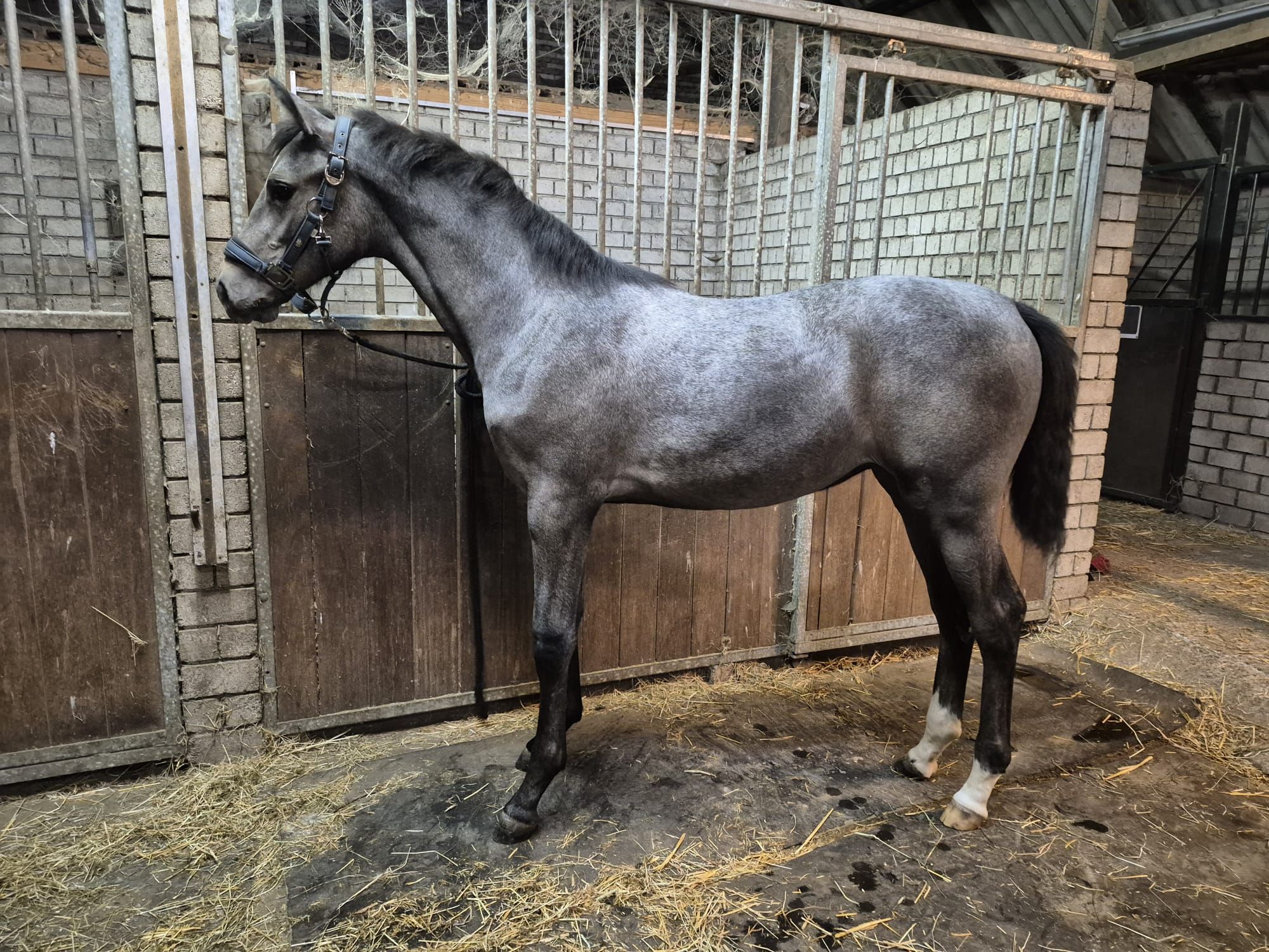 Excelente potra de Cape Coral rbf z en venta
