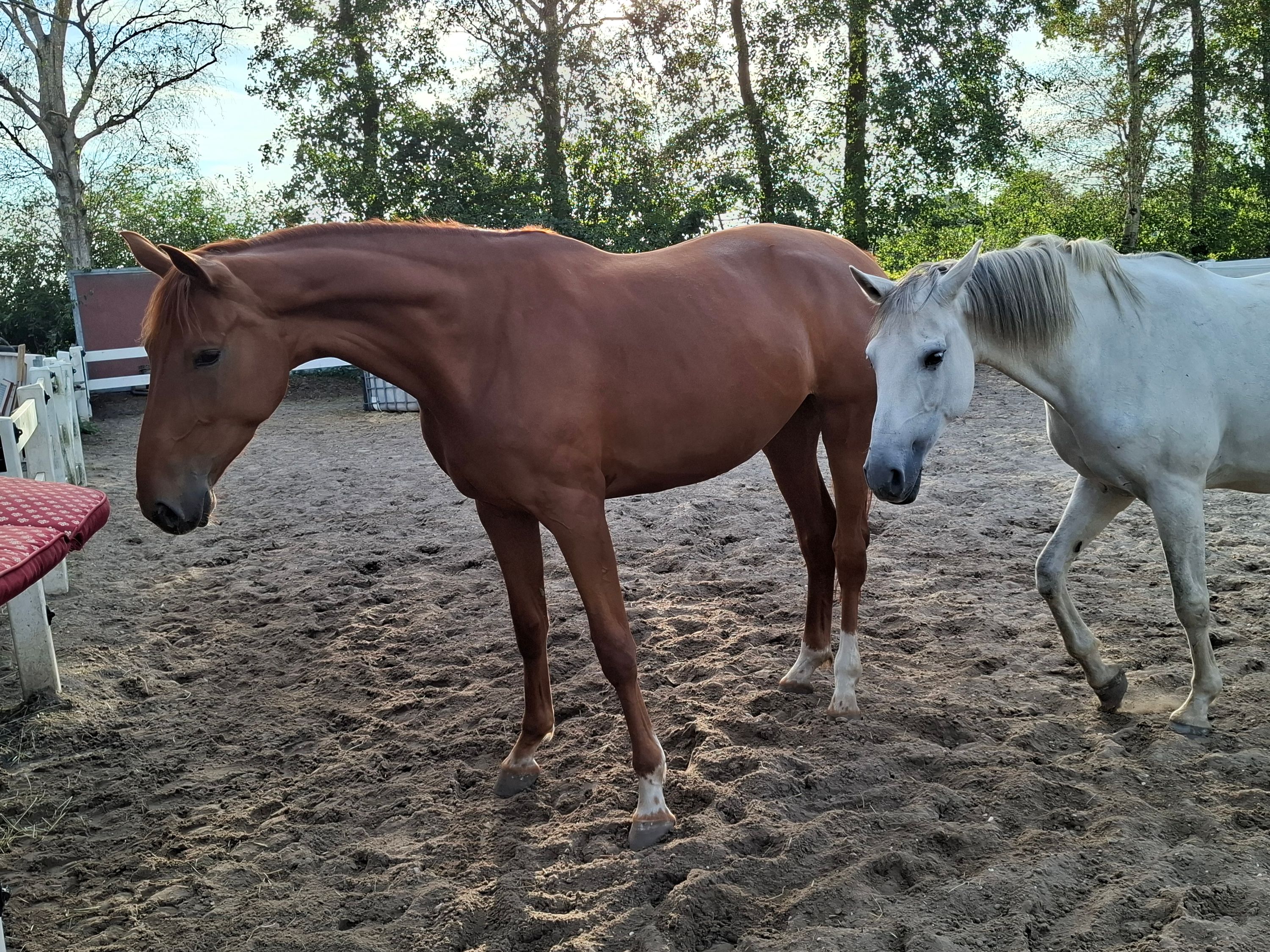 kwpn dressuurpaard merrie 4 anos vos à venda - Foto 5