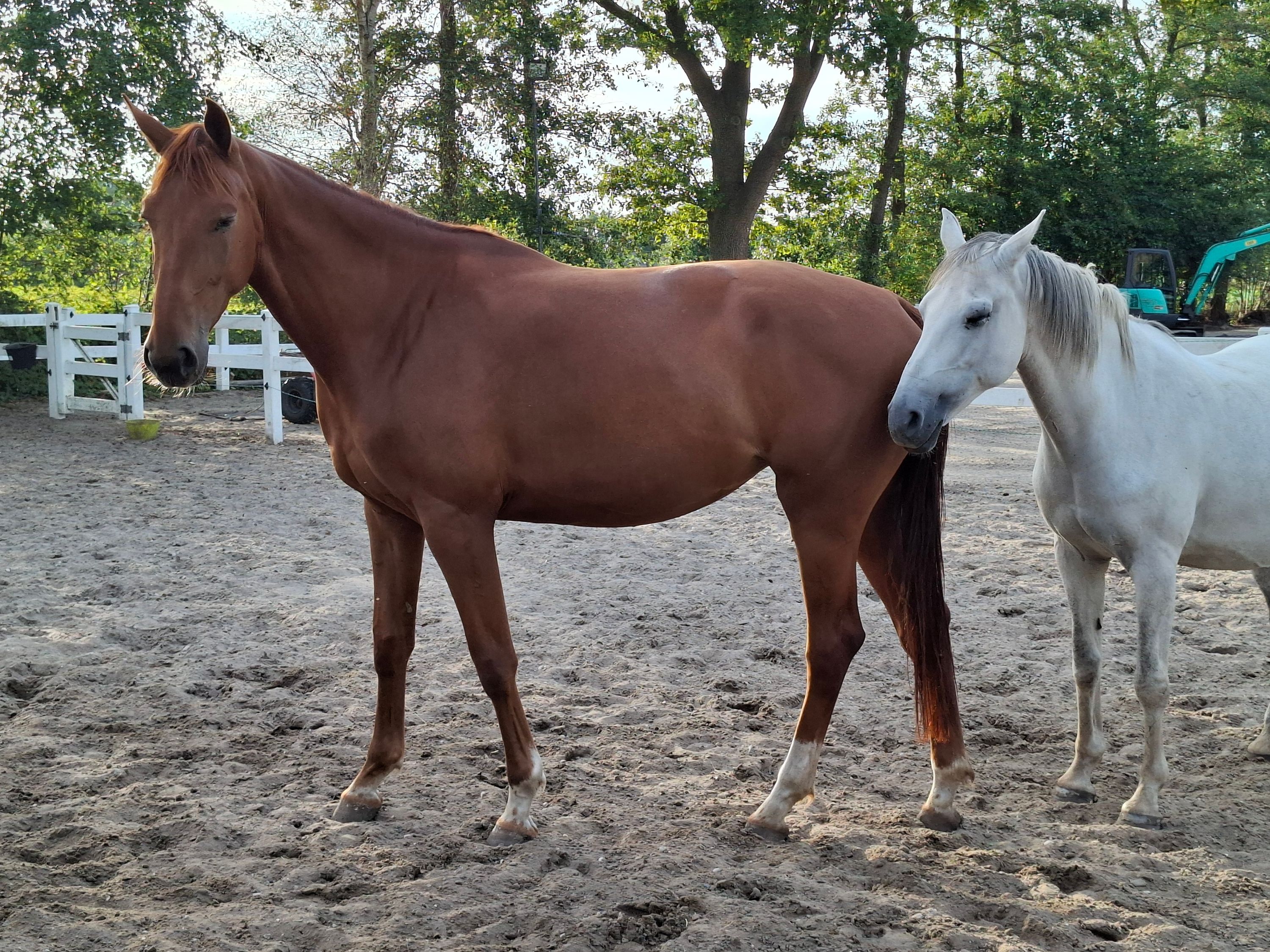 kwpn dressuurpaard merrie 4 anos vos à venda - Foto 6