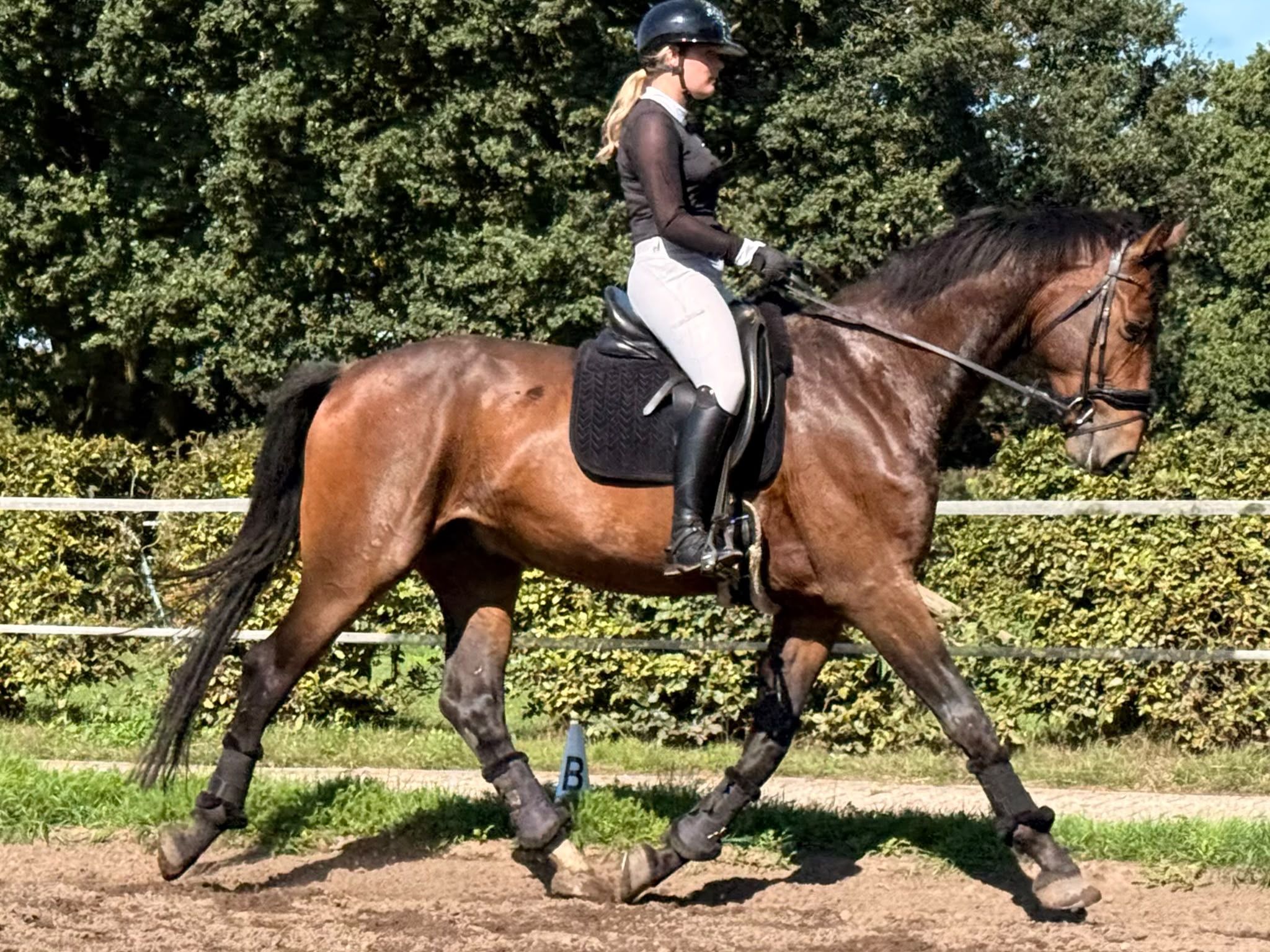 Allround 4-årig valack